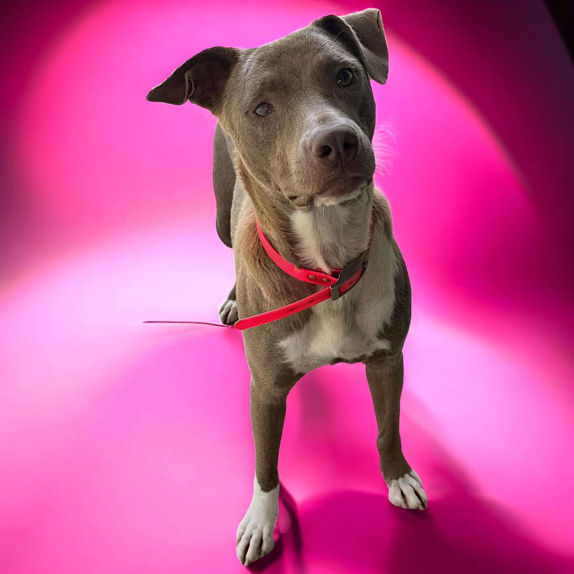 Noma, a Adoptable mixed breed in Troy, AL image 5/6