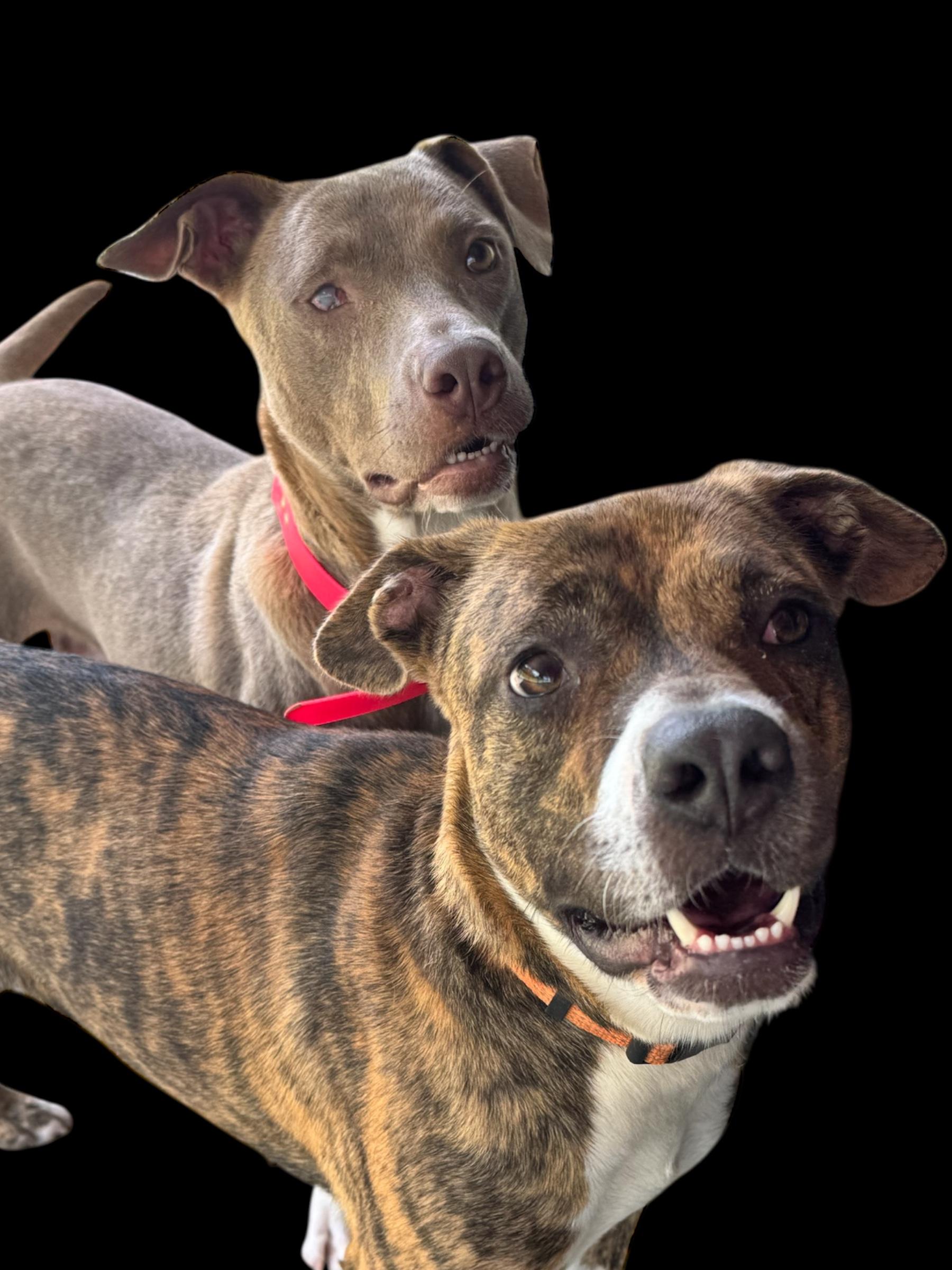 Noma, a Adoptable mixed breed in Troy, AL image 6/6