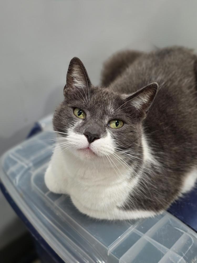 Millie, Adoptable, Young Female Domestic Short Hair.