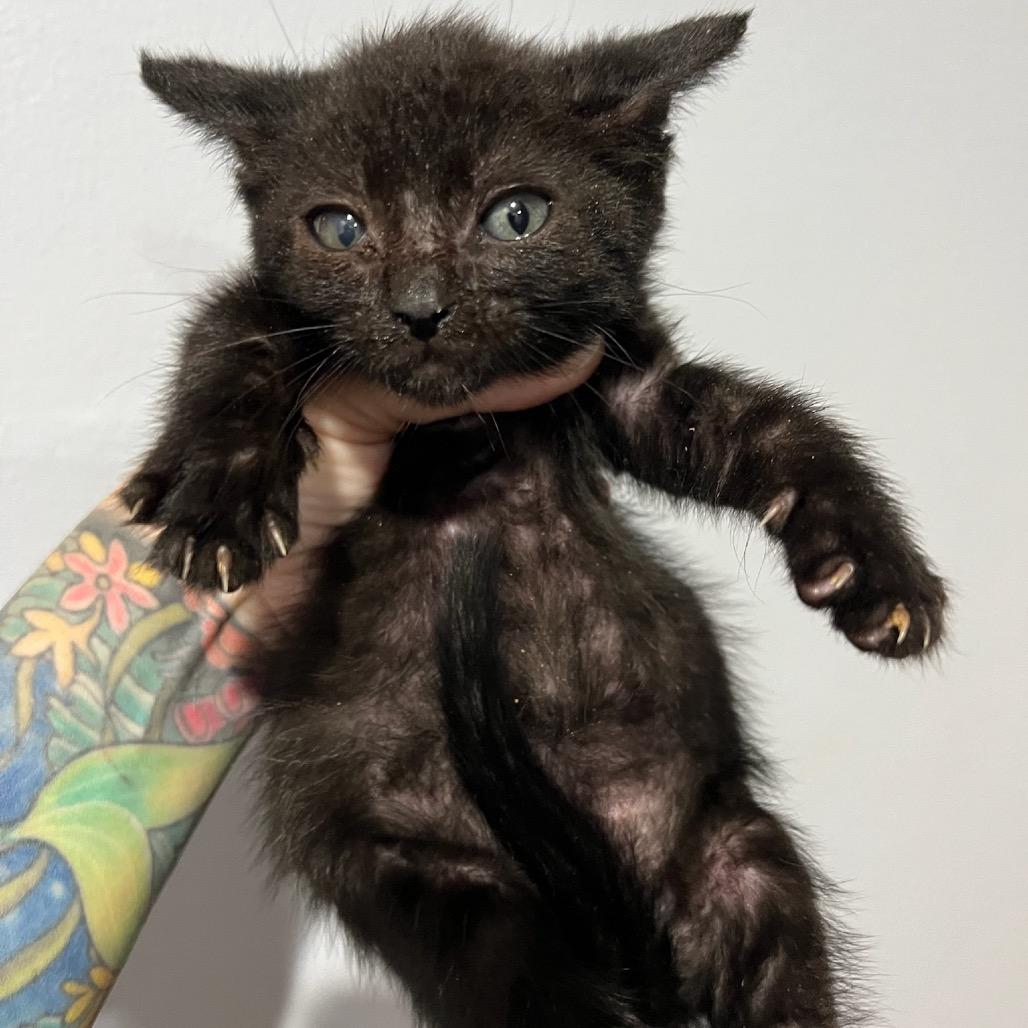 Shadow, a Adoptable Domestic Short Hair in Simi Valley, CA image 1/2