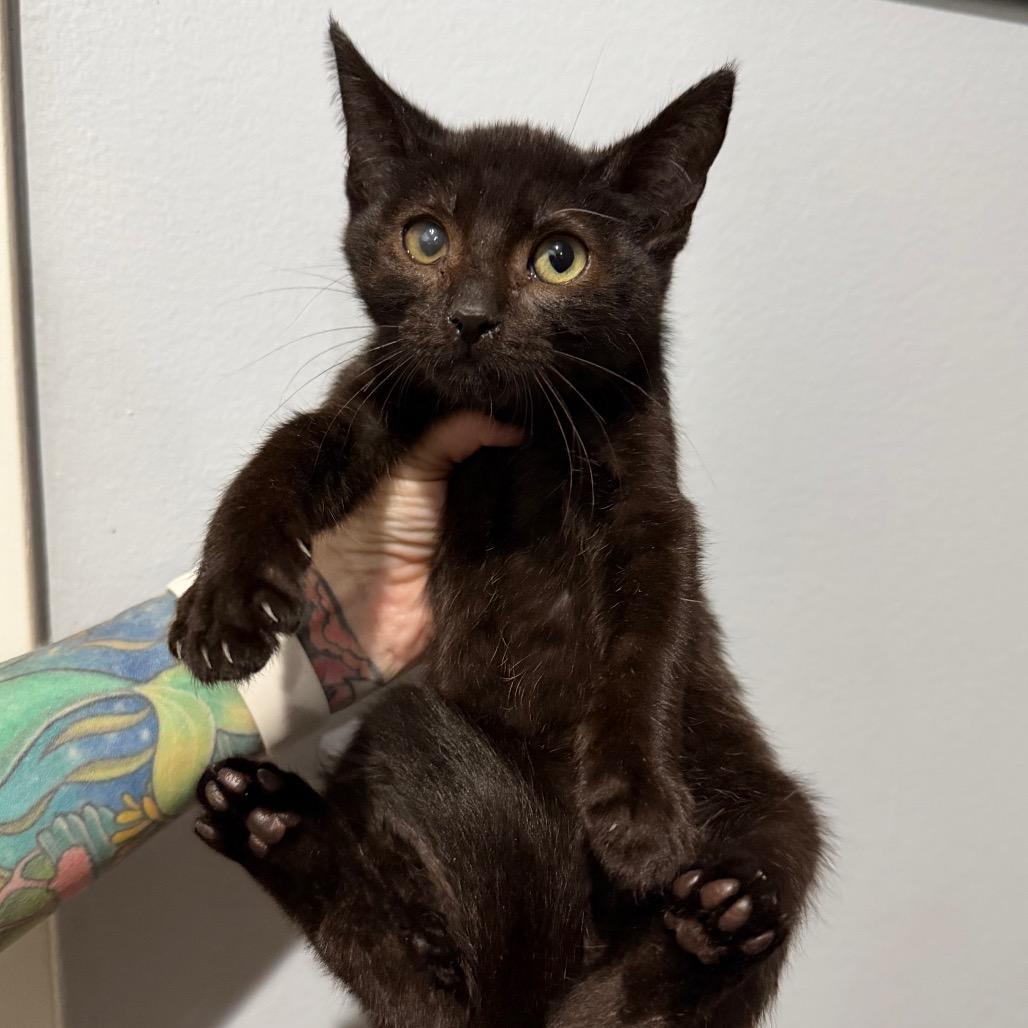 Shadow, a Adoptable Domestic Short Hair in Simi Valley, CA image 2/2