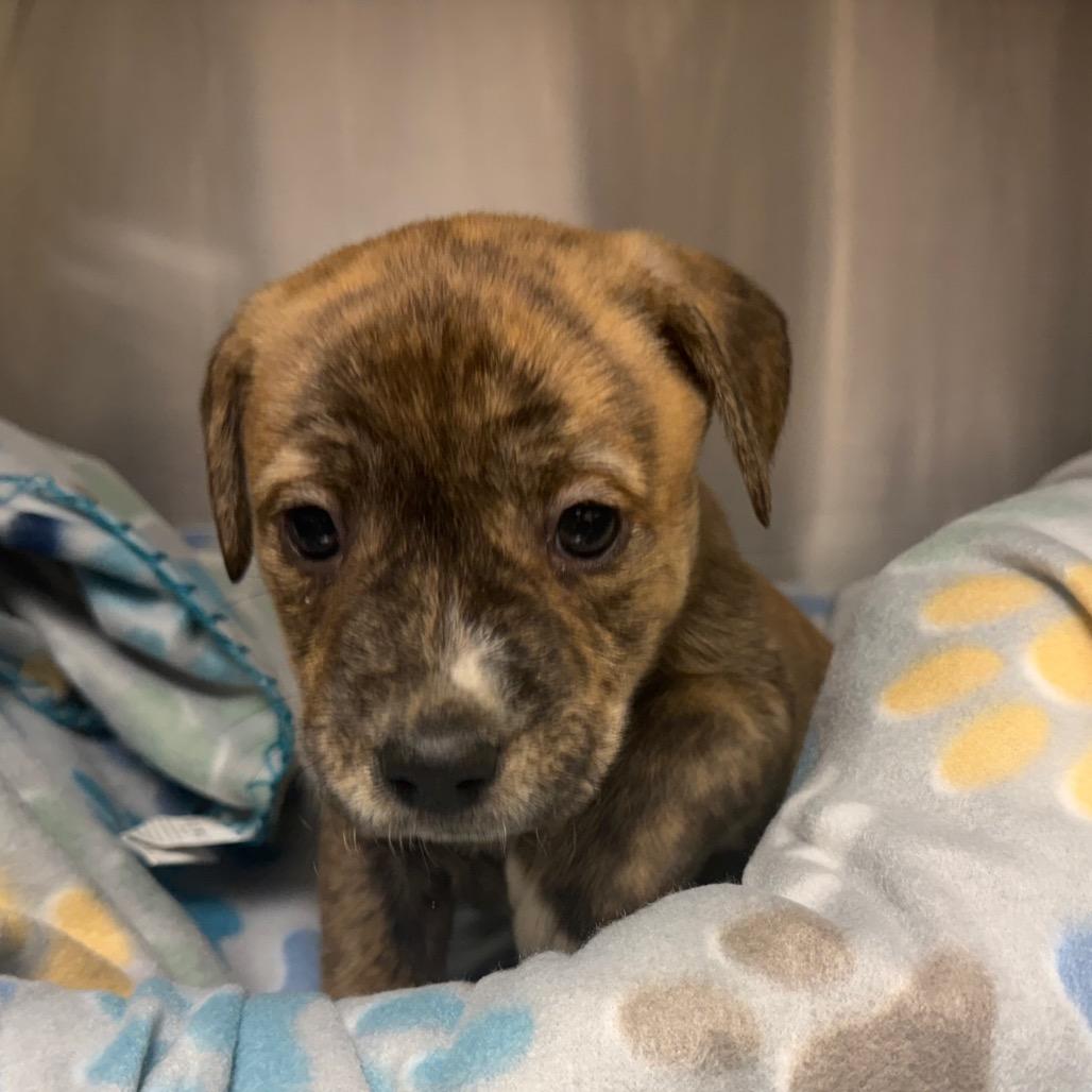 Enlarge Chance, a ADOPTABLE Mixed Breed in Kansas City, KS image 3/3