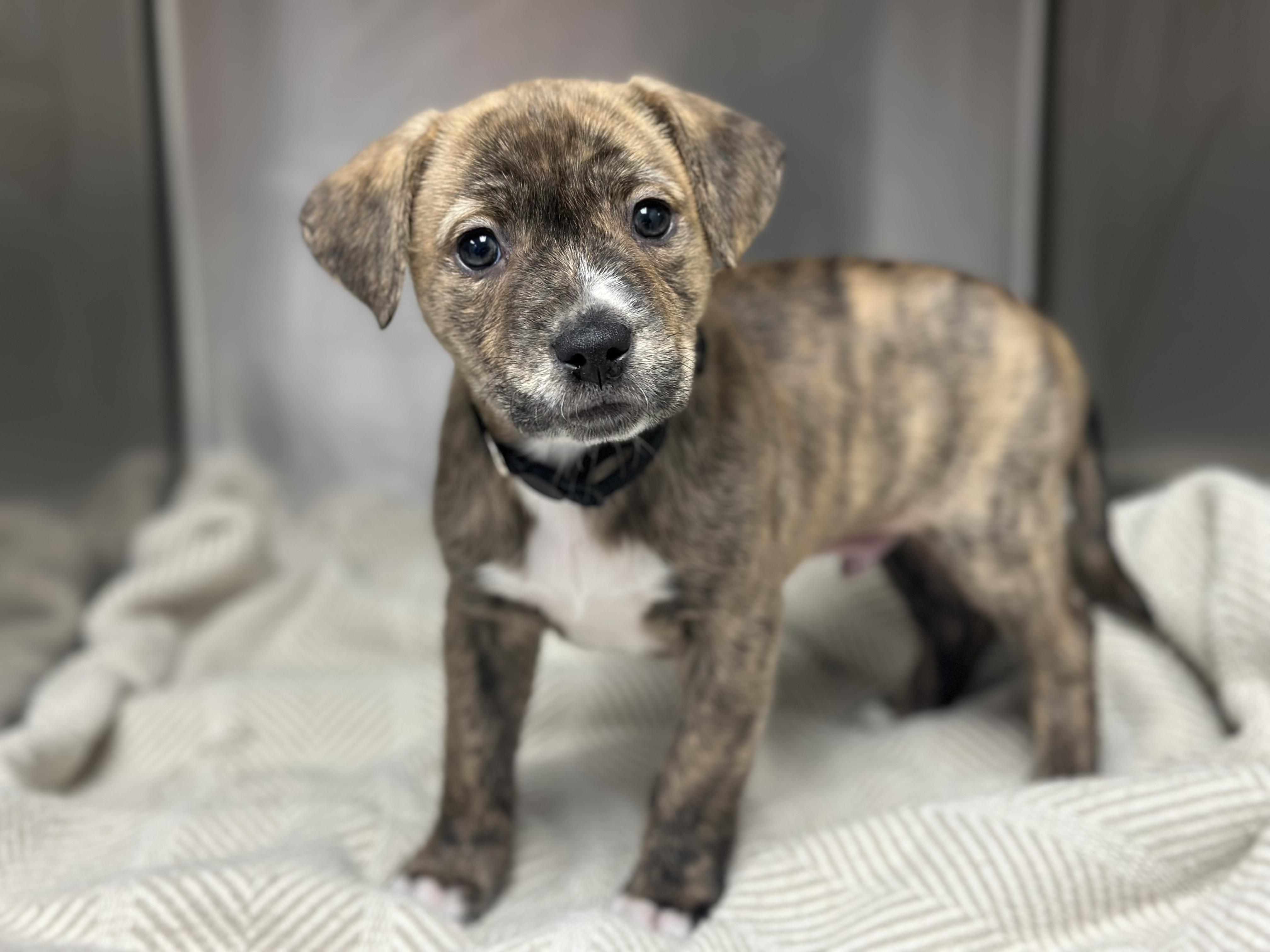 Chance, ADOPTABLE, Puppy Male Mixed Breed.