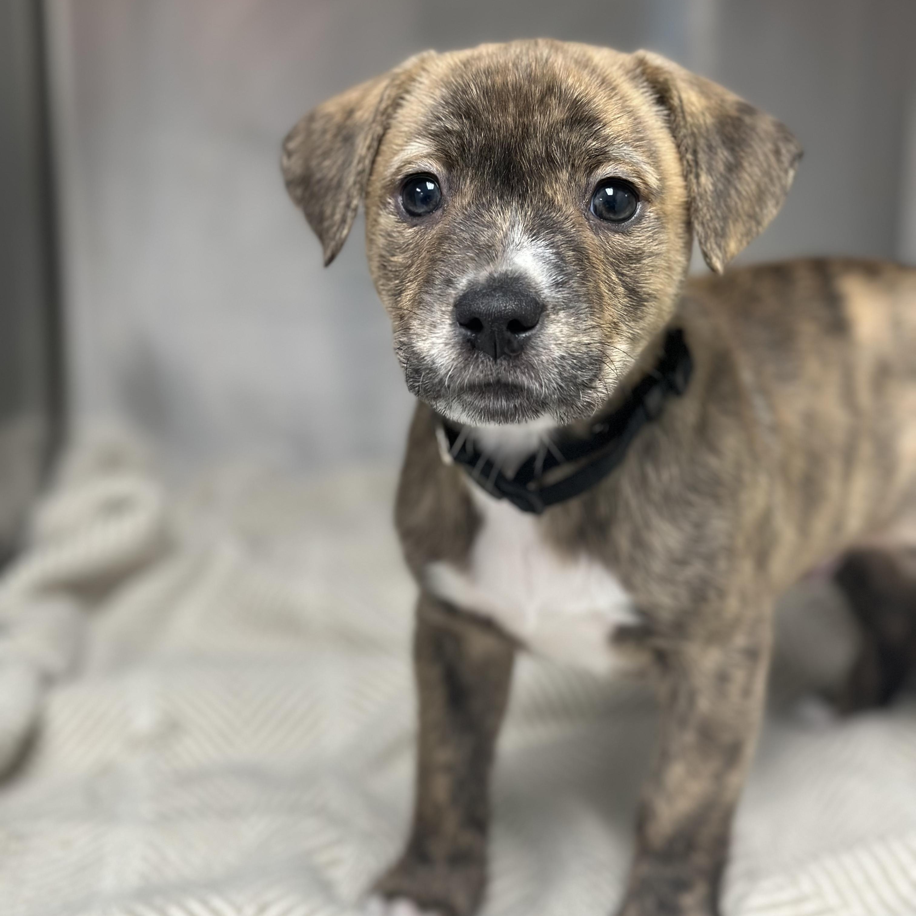 Enlarge Chance, a ADOPTABLE Mixed Breed in Kansas City, KS image 2/3