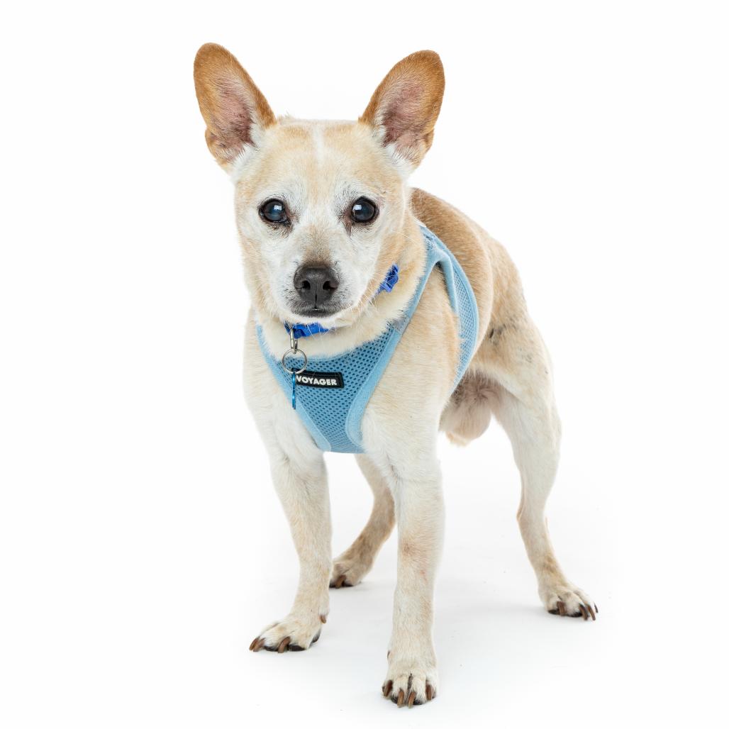 Gold 13648, a Adoptable Chihuahua in San Francisco, CA image 1/6