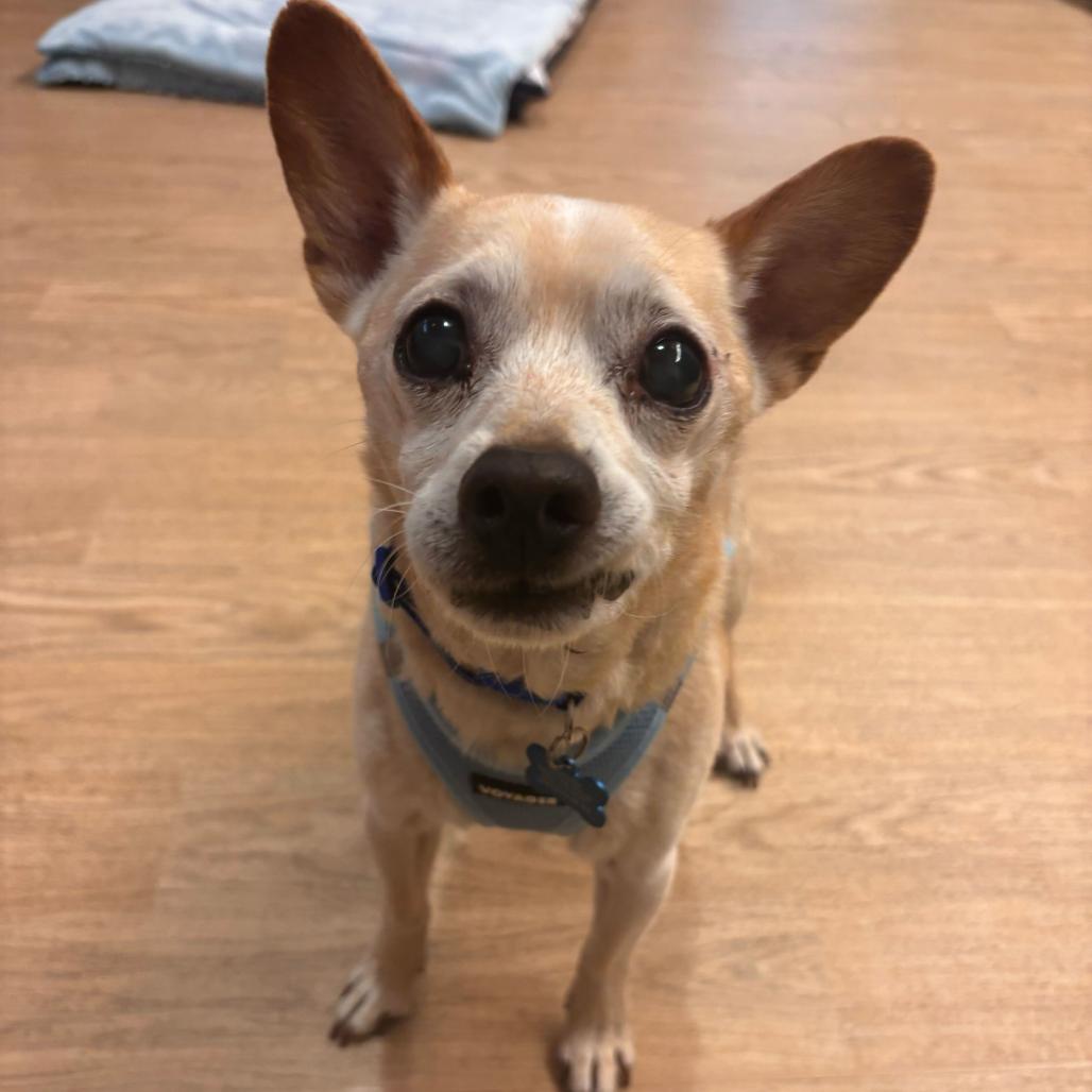 Gold 13648, a Adoptable Chihuahua in San Francisco, CA image 2/6