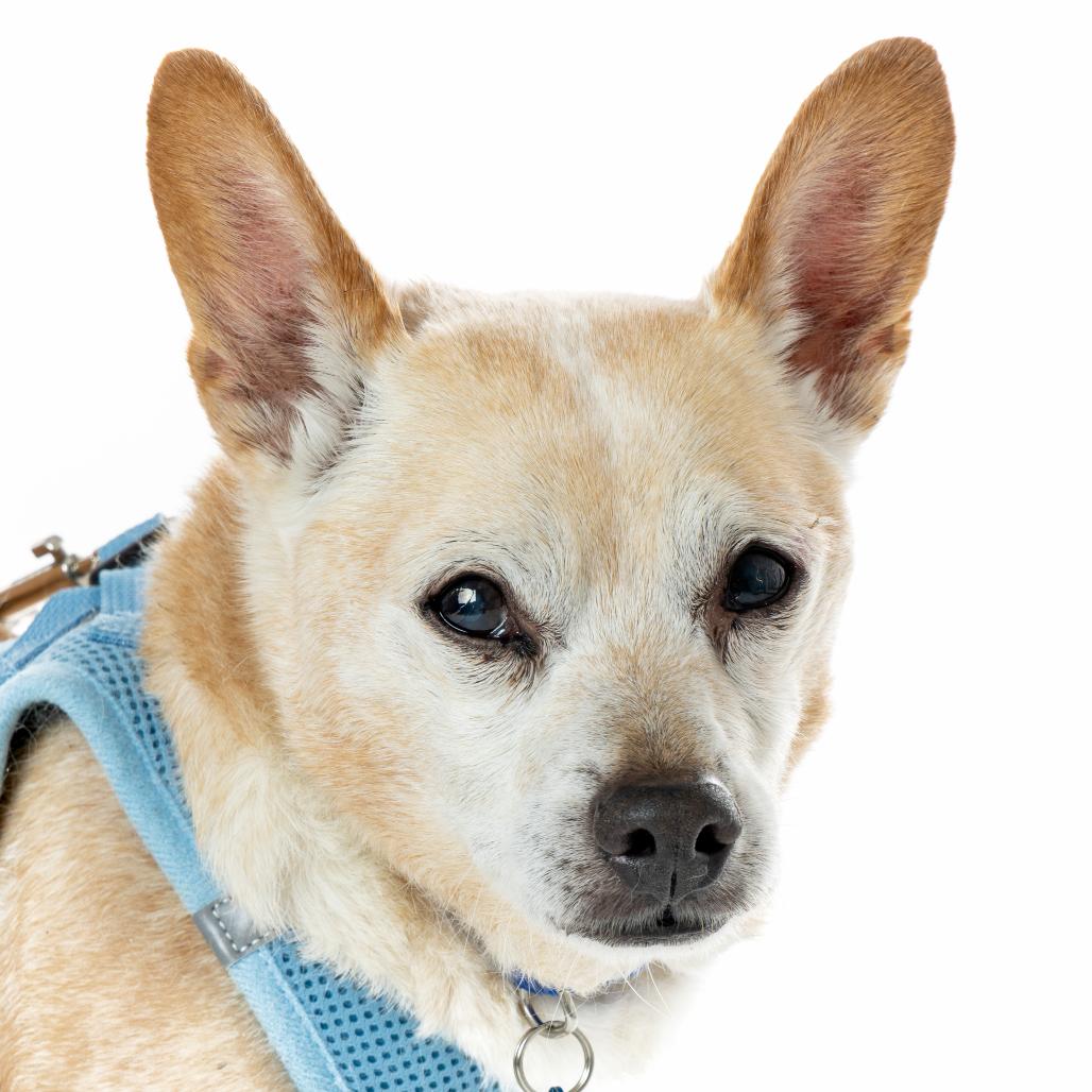 Gold 13648, a Adoptable Chihuahua in San Francisco, CA image 3/6