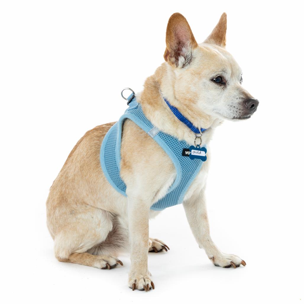 Gold 13648, a Adoptable Chihuahua in San Francisco, CA image 5/6