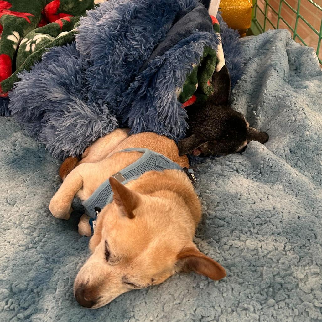 Gold 13648, a Adoptable Chihuahua in San Francisco, CA image 6/6