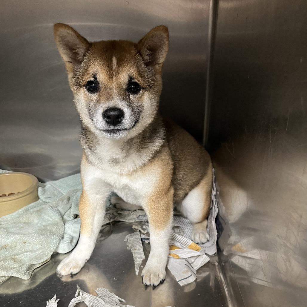Tinsel, Adoptable, Puppy Female Shiba Inu.