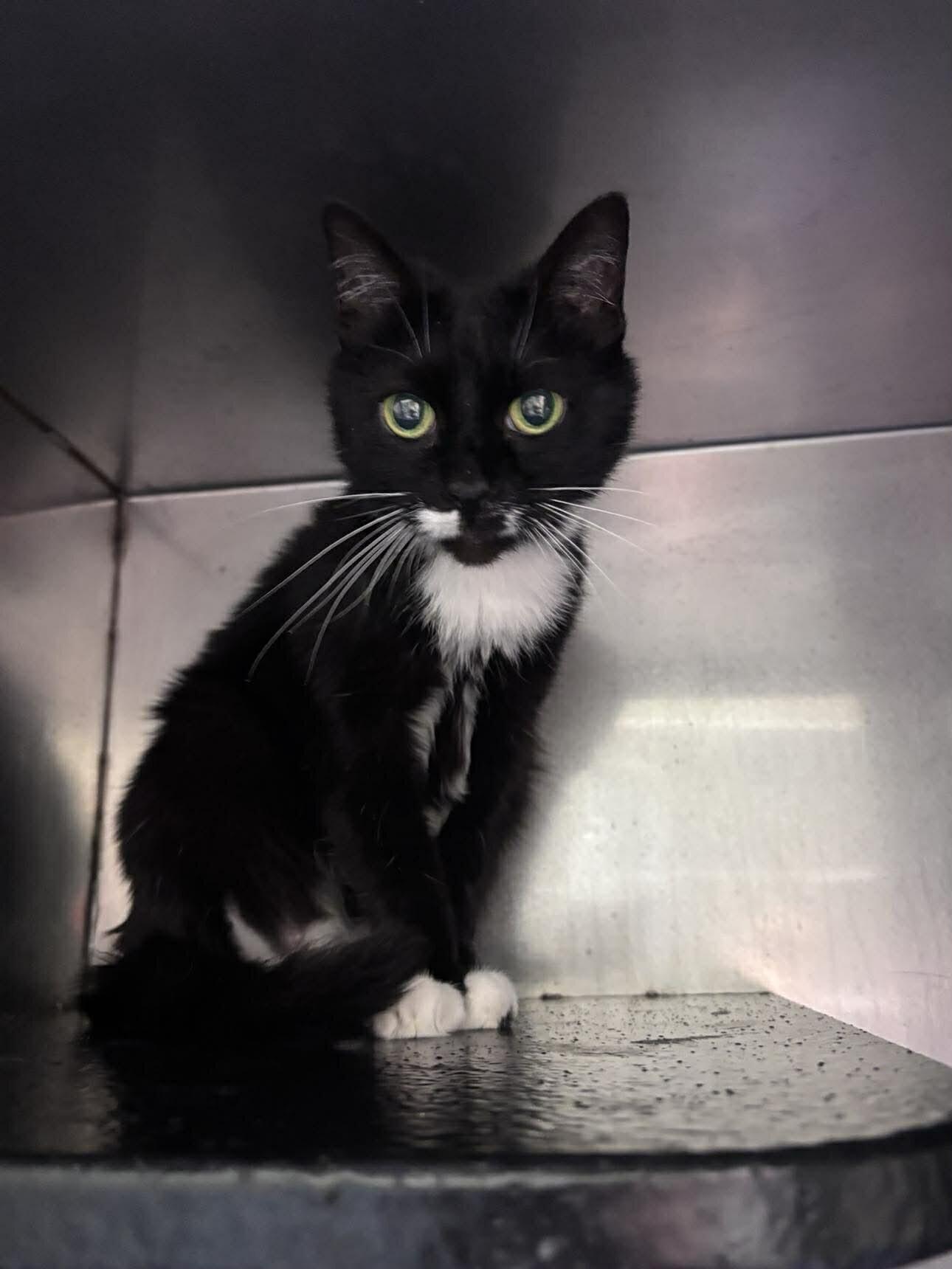 Enlarge kitkat, a Adoptable Domestic Short Hair in Burgaw, NC image 1/1