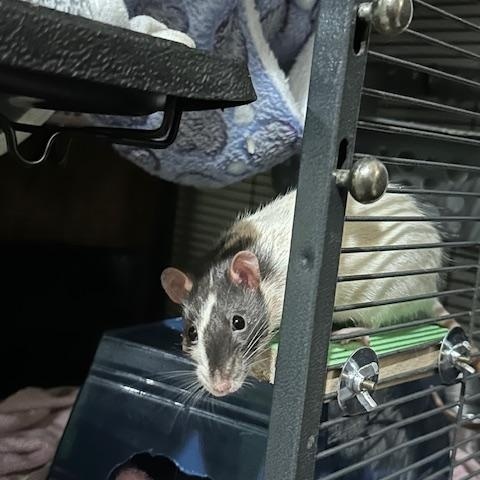 Enlarge Toto, Cruella and Maleficient, a Adoptable Rat in Irvine, CA image 2/6
