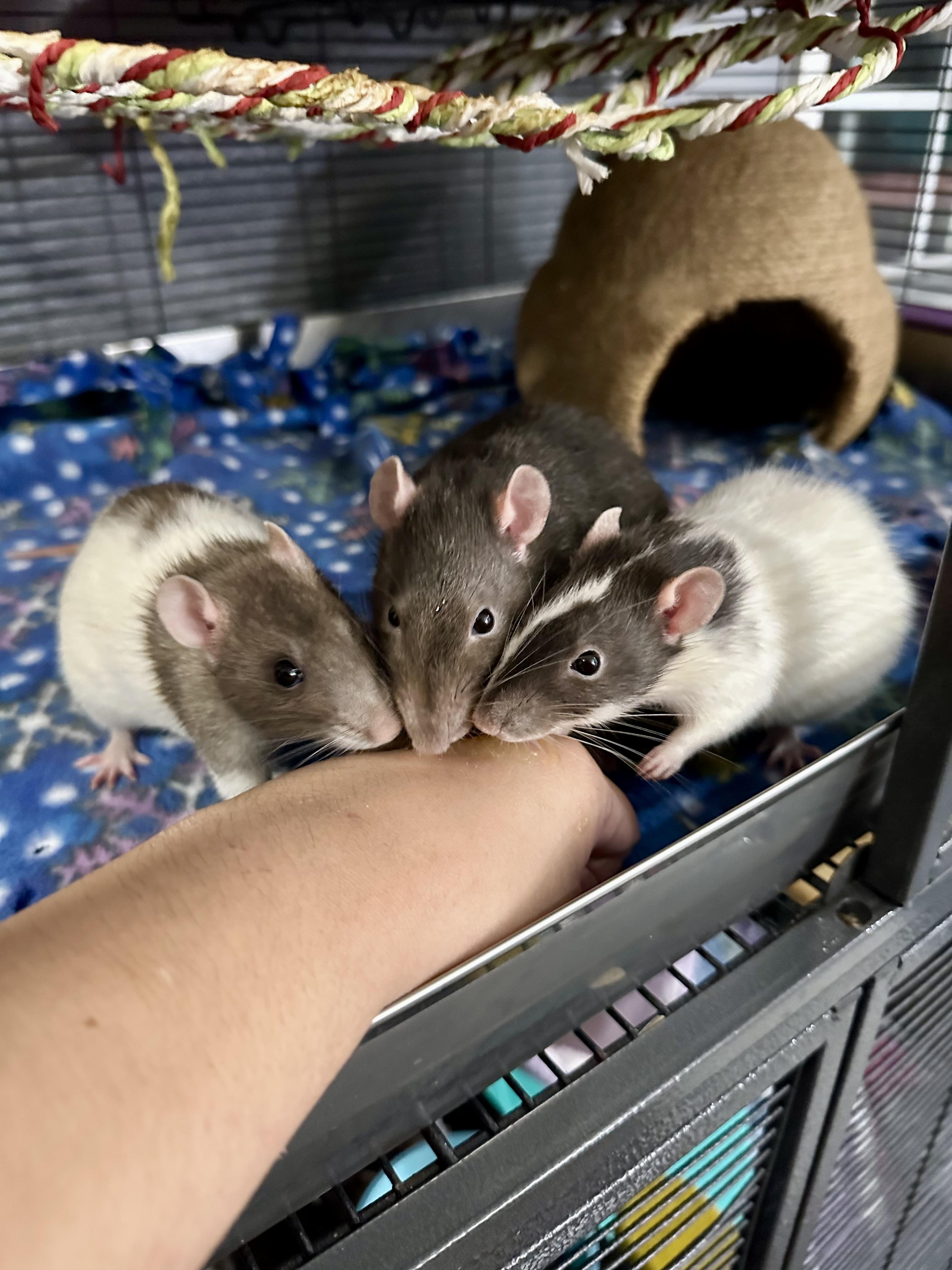 Toto, Cruella and Maleficient, Adoptable, Adult Female Rat.