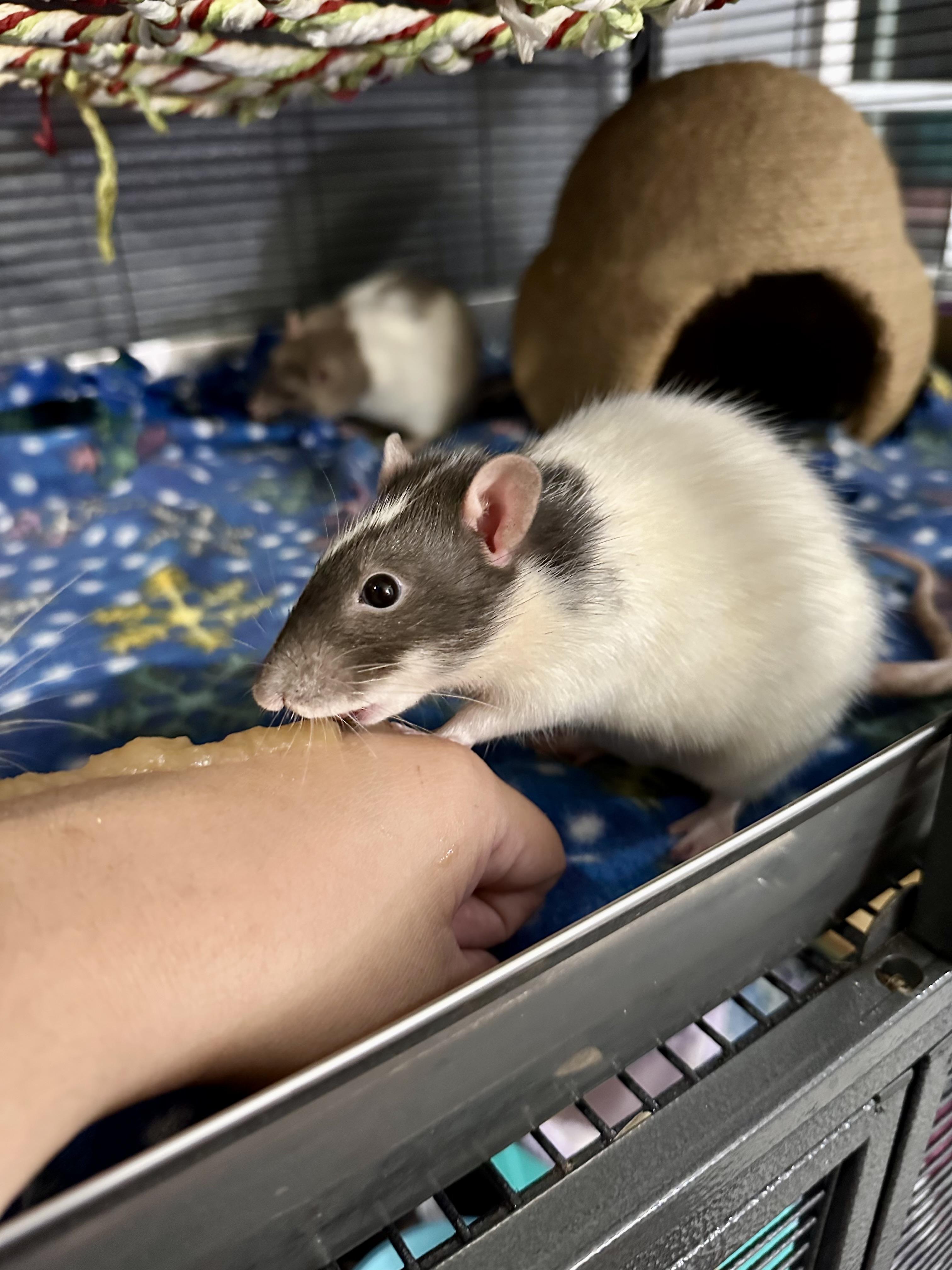 Toto, Cruella and Maleficient, a Adoptable Rat in Los Angeles, CA image 6/6