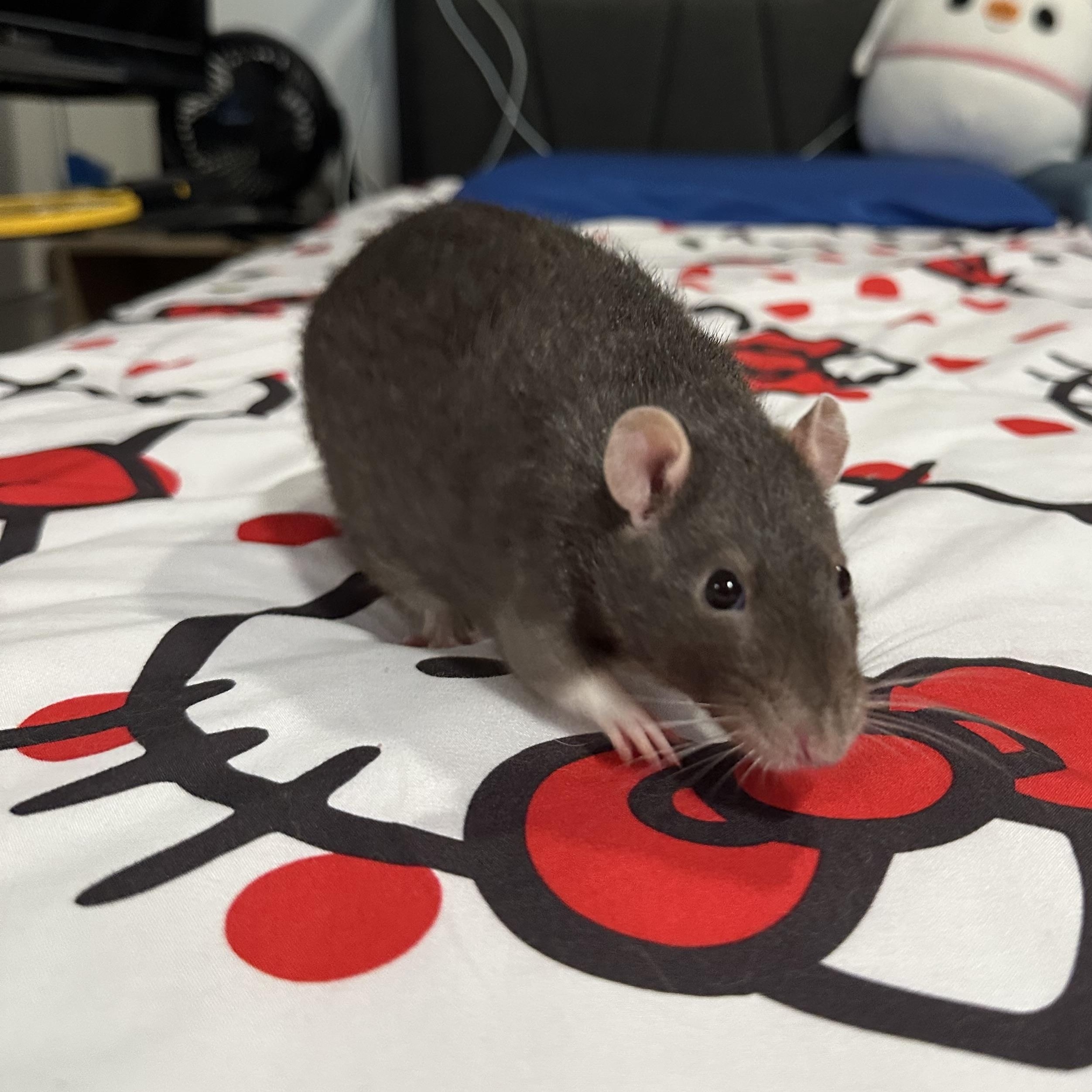 Toto, Cruella and Maleficient, a Adoptable Rat in Los Angeles, CA image 4/6