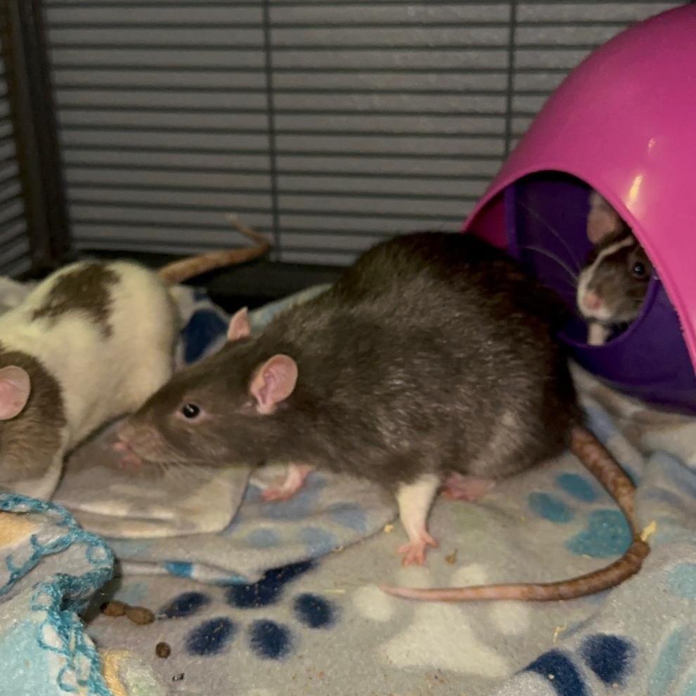 Enlarge Toto, Cruella and Maleficient, a Adoptable Rat in Irvine, CA image 4/6