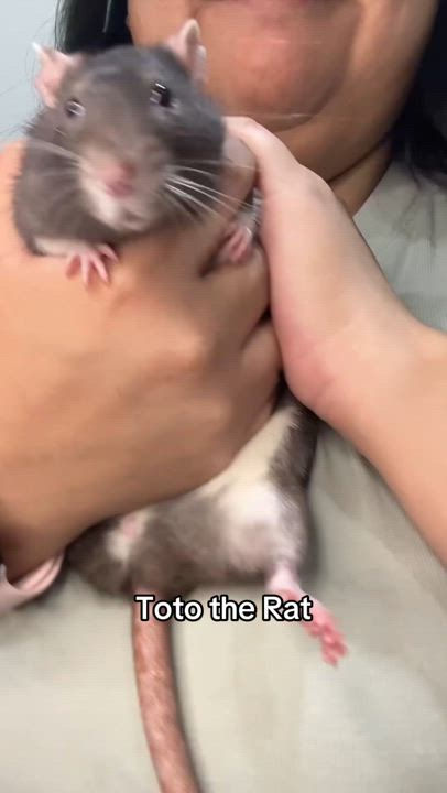Enlarge Toto, Cruella and Maleficient, a Adoptable Rat in Irvine, CA video 6/6