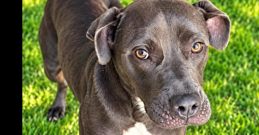 Barcelona, Adoptable, Young Female Pit Bull Terrier.