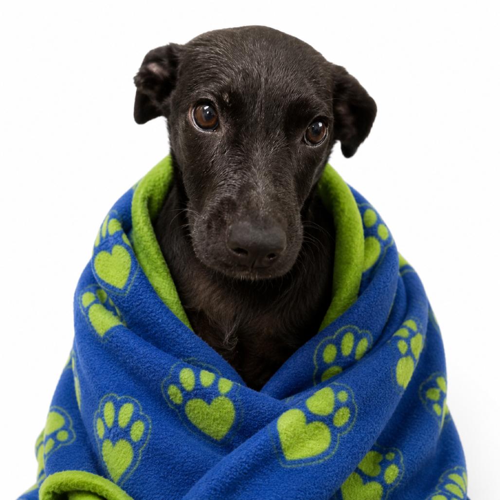 Citronella, Adoptable, Puppy Female Mixed Breed.