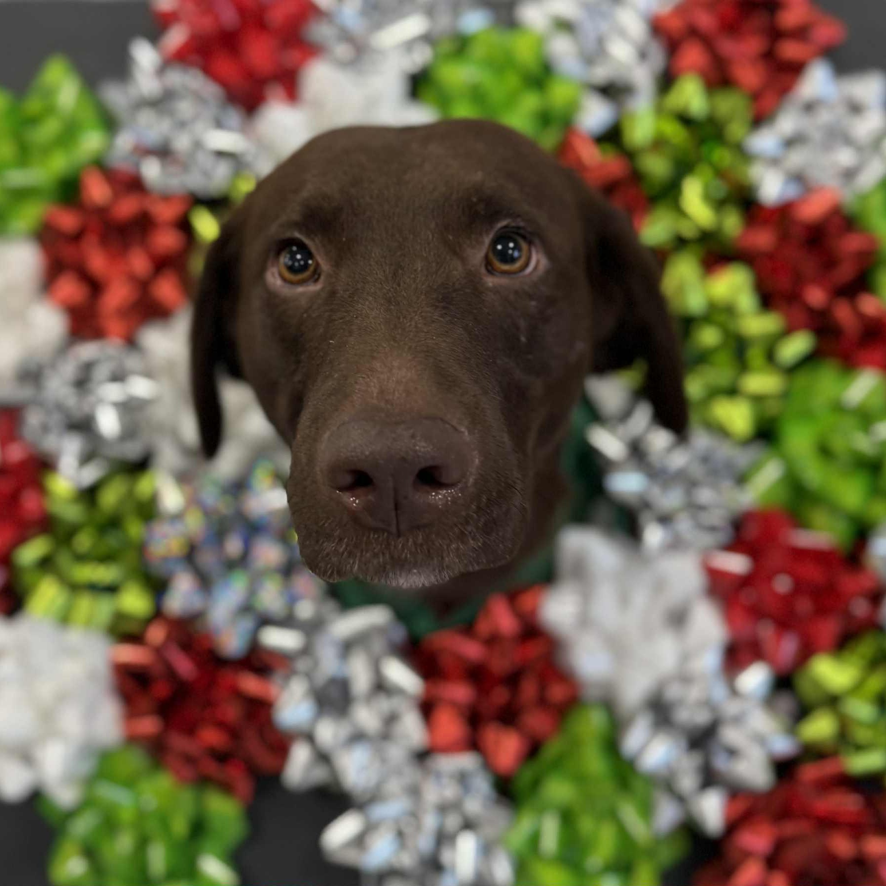 Zooma, a ADOPTABLE mixed breed in McHenry, IL image 1/4