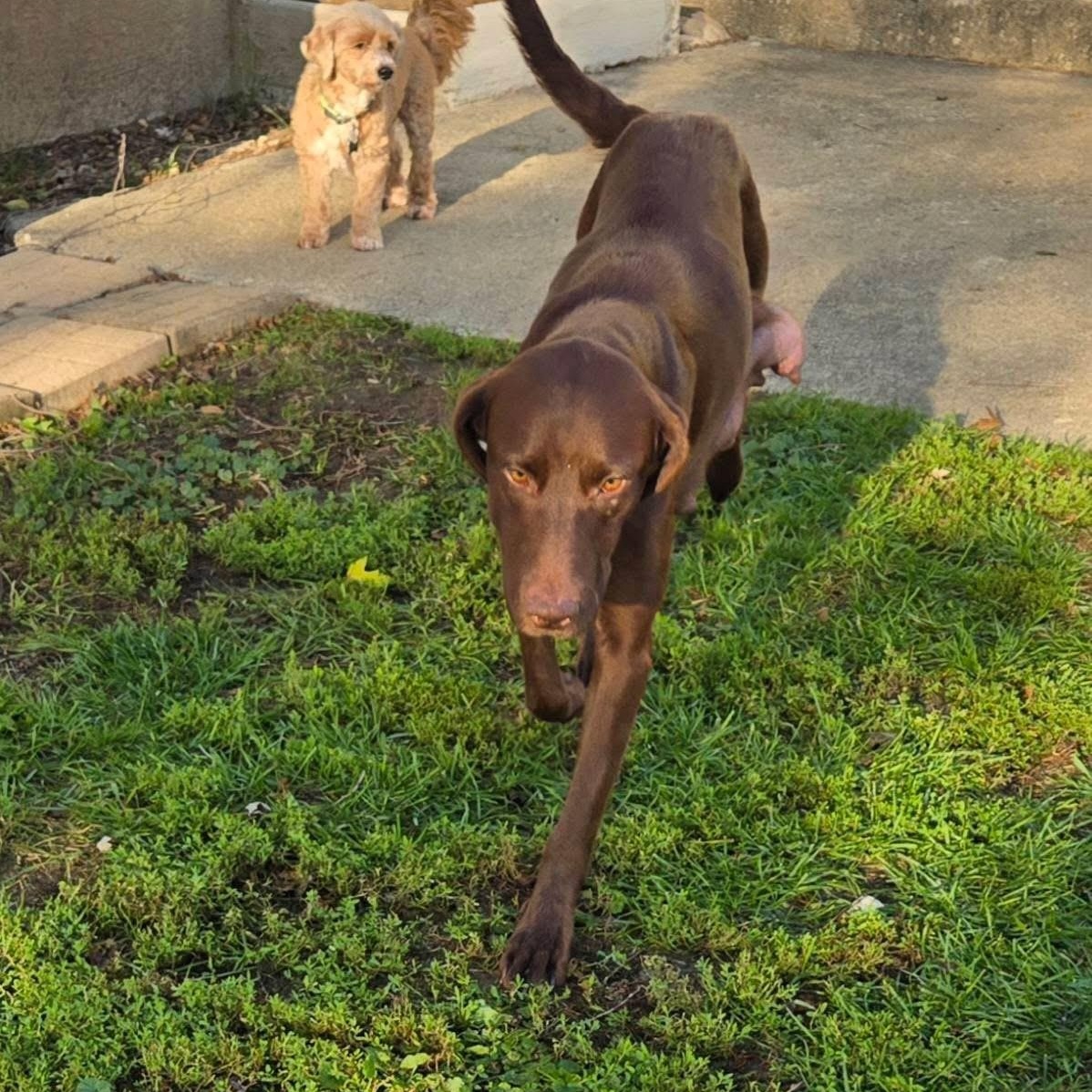 Zooma, a ADOPTABLE mixed breed in McHenry, IL image 2/4