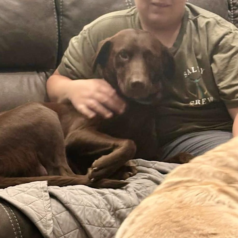 Zooma, a ADOPTABLE mixed breed in McHenry, IL image 3/4