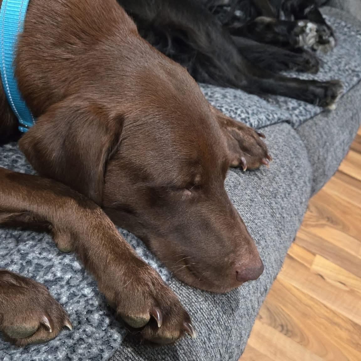 Zooma, a ADOPTABLE mixed breed in McHenry, IL image 4/4