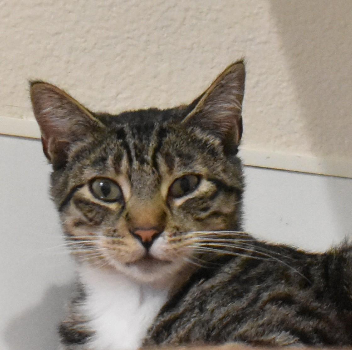 Tabby, a ADOPTABLE Domestic Short Hair in Boise, ID image 4/4