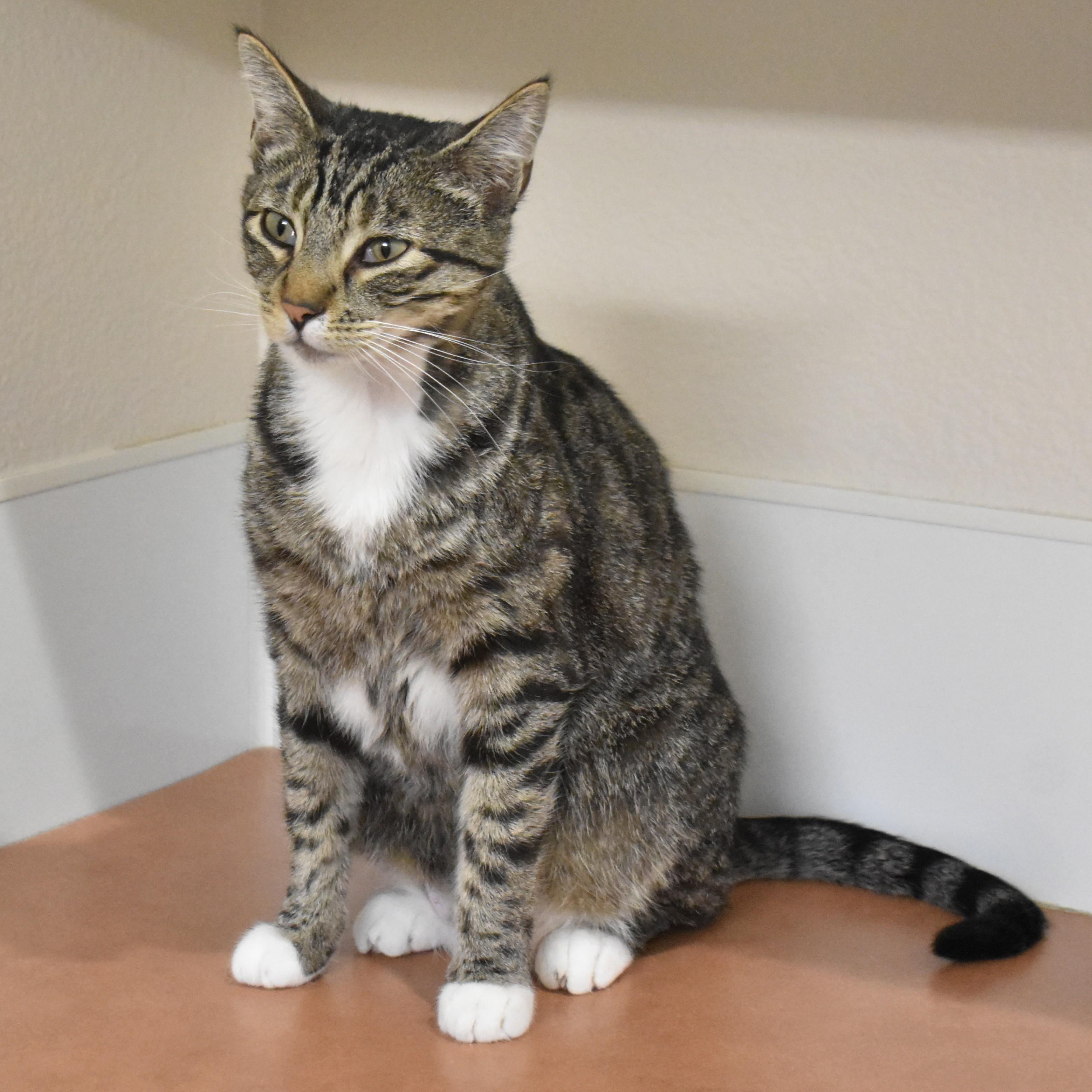 Tabby, a ADOPTABLE Domestic Short Hair in Boise, ID image 3/4