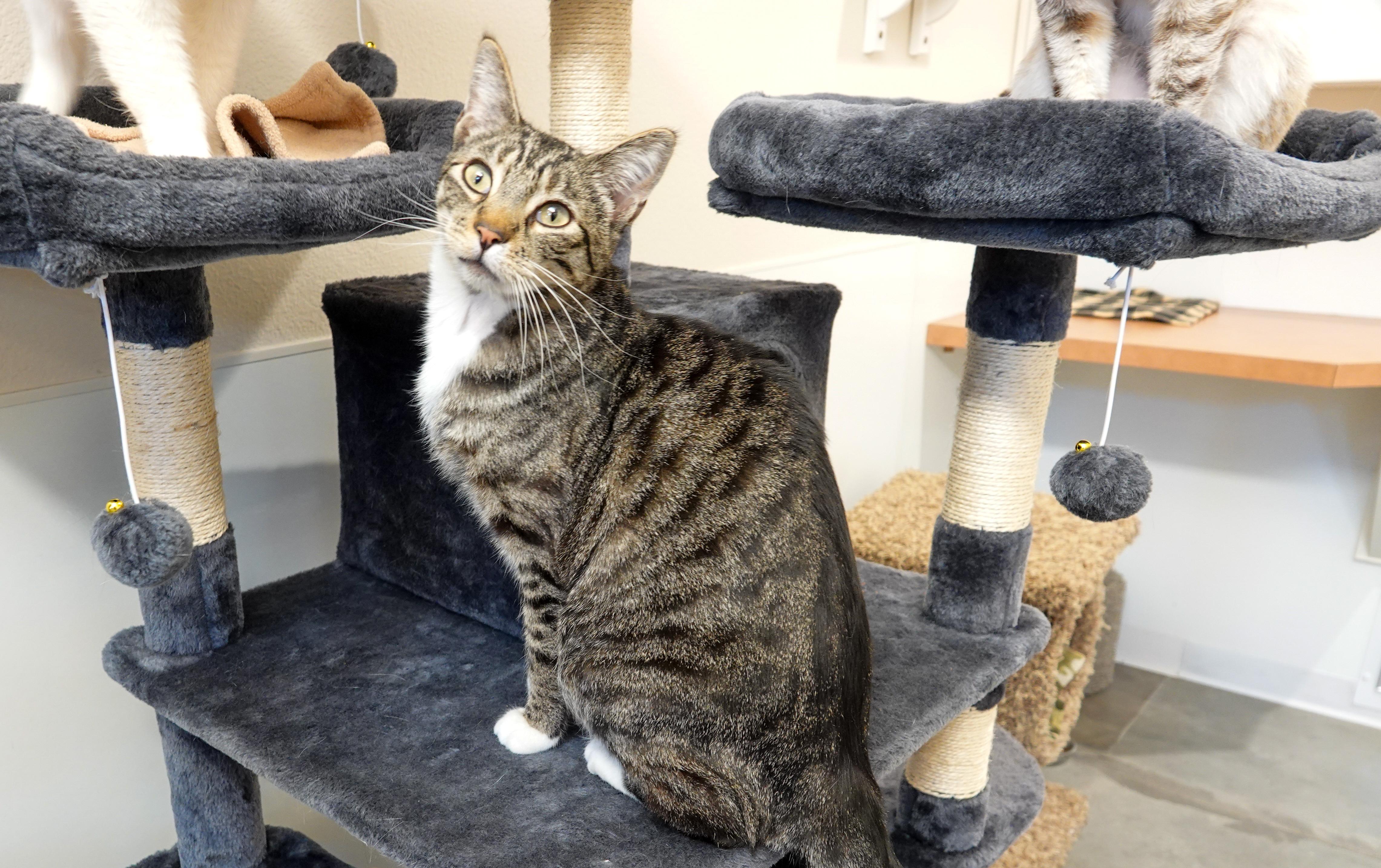 Tabby, a ADOPTABLE Domestic Short Hair in Boise, ID image 1/4
