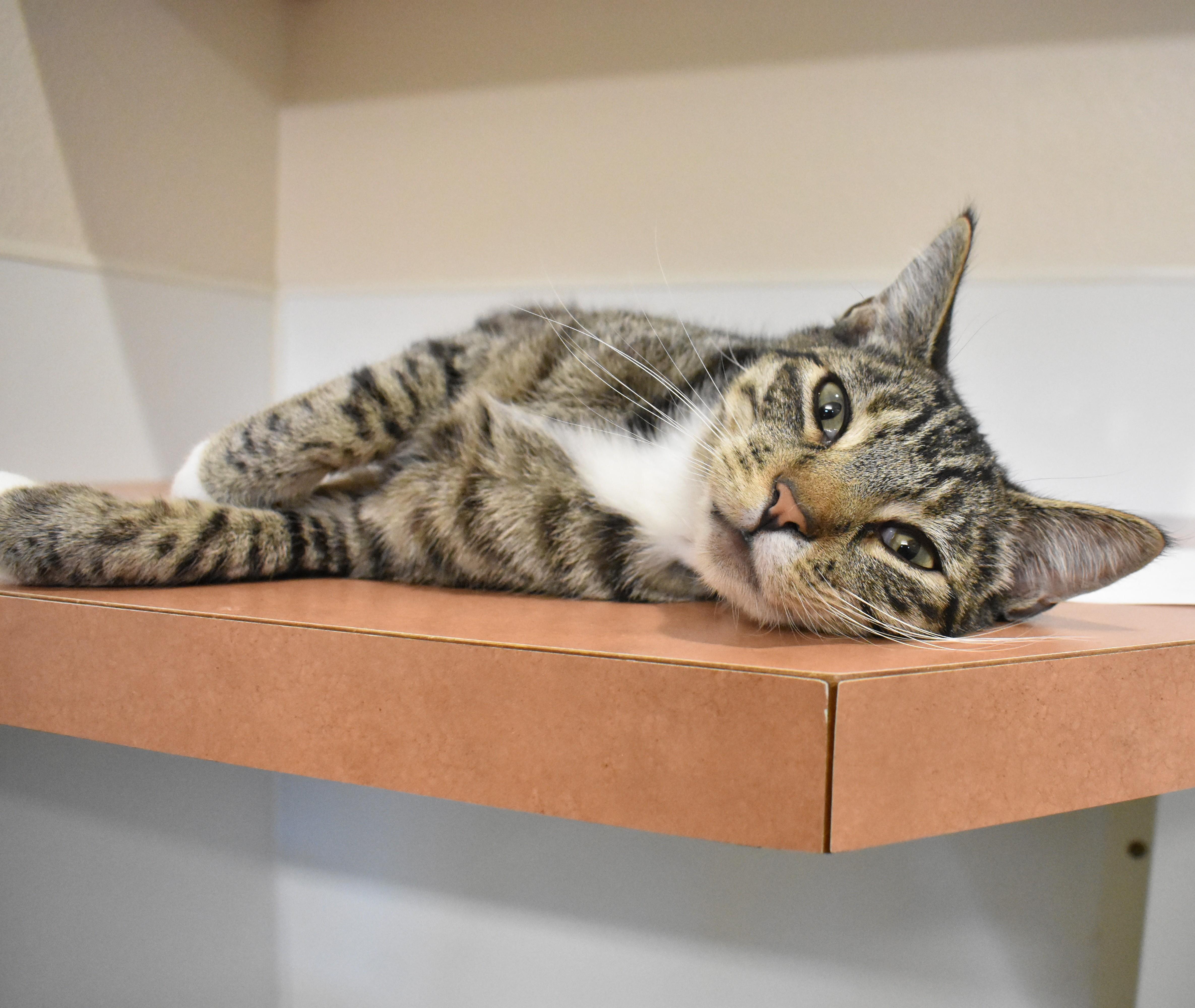 Tabby, a ADOPTABLE Domestic Short Hair in Boise, ID image 2/4