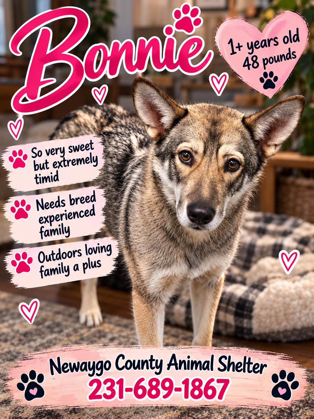 Bonnie, Adoptable, Adult Female Husky.