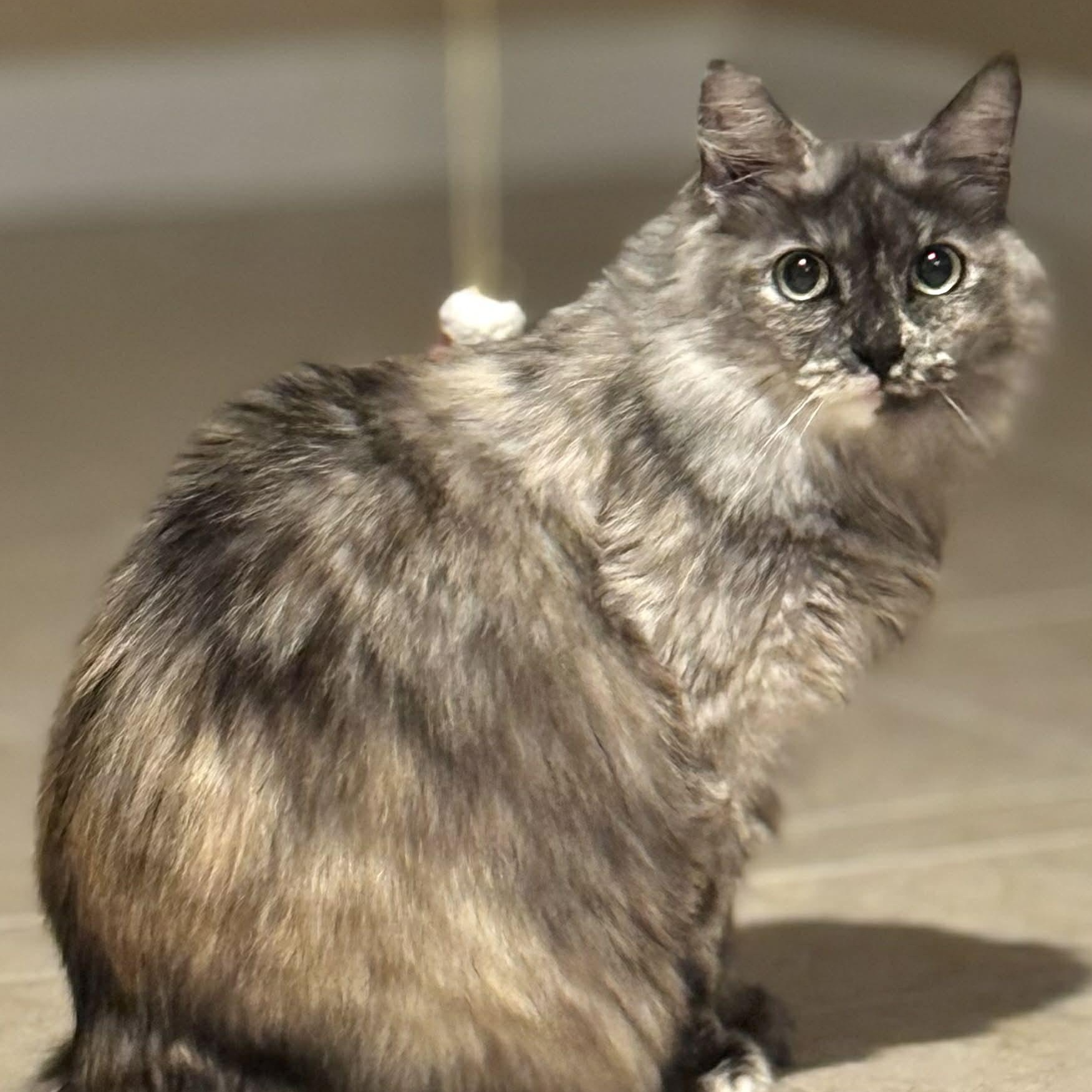 Enlarge Sugar Plum, a ADOPTABLE Domestic Long Hair in Sedalia, MO image 1/3