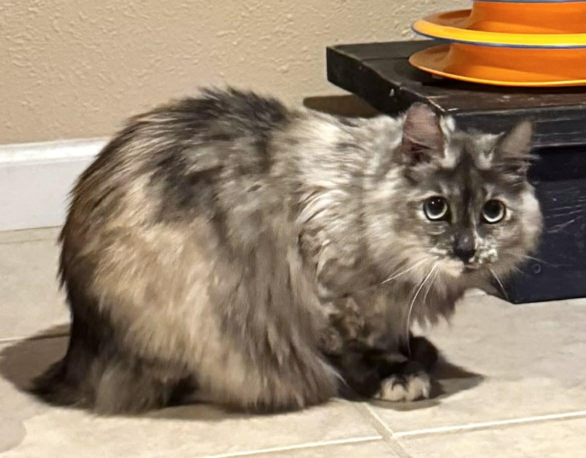 Enlarge Sugar Plum, a ADOPTABLE Domestic Long Hair in Sedalia, MO image 3/3