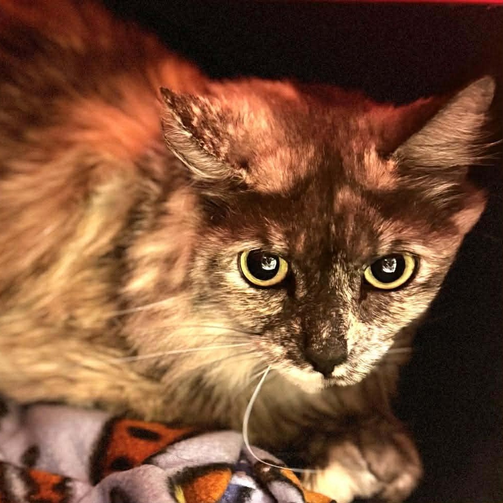 Sugar Plum thumbnail 2