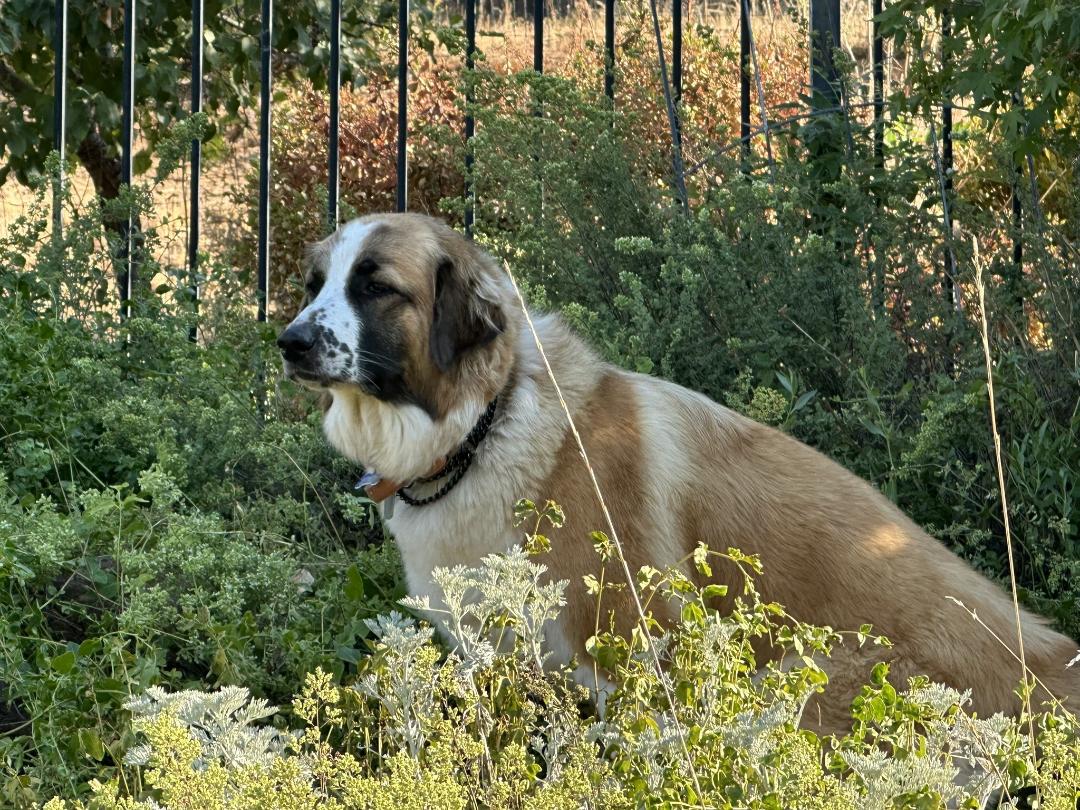 MAGGIE MAE, Young Female Great Pyrenees