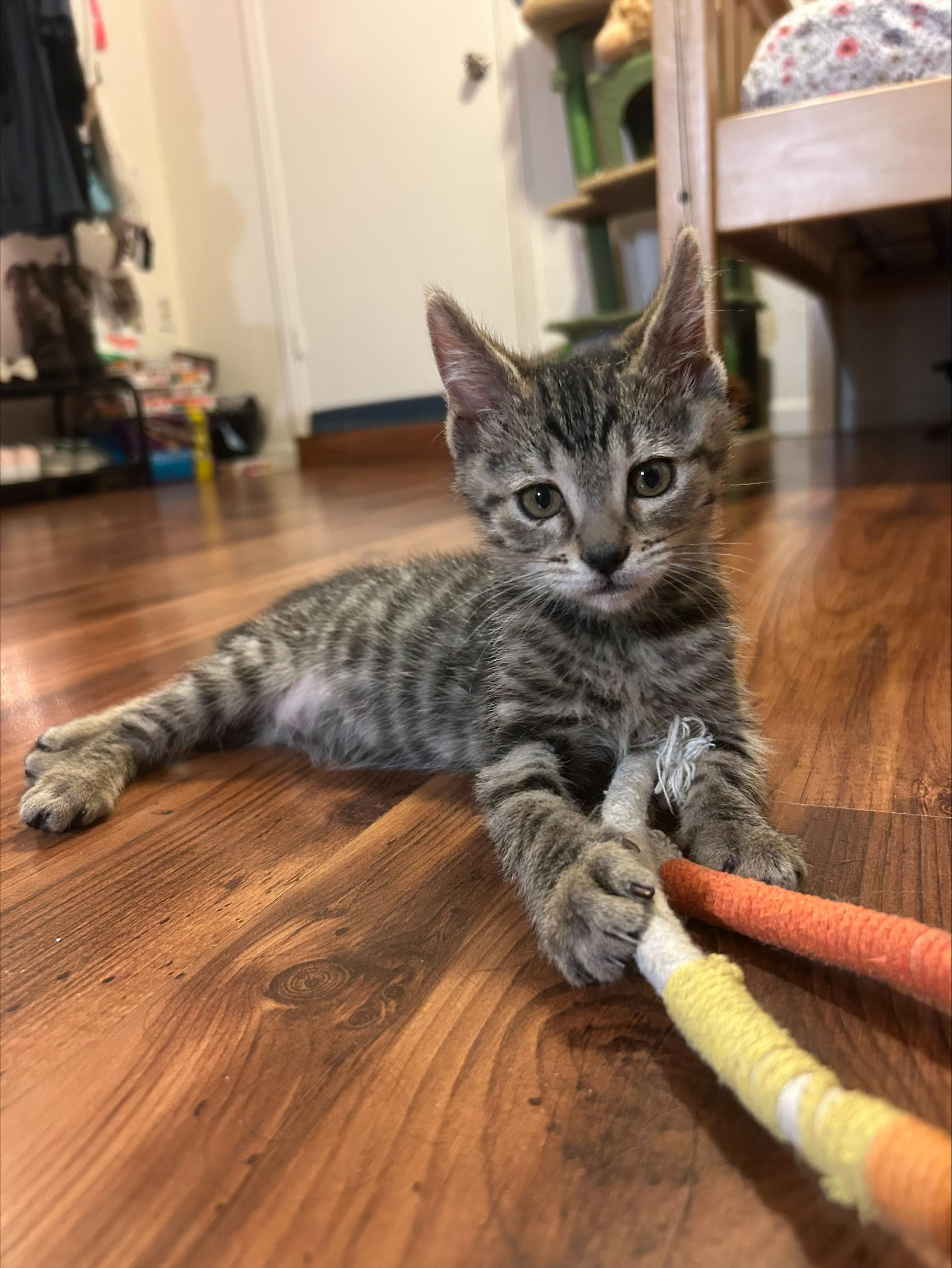 Purcuitto, ADOPTABLE, Kitten Male Domestic Short Hair.
