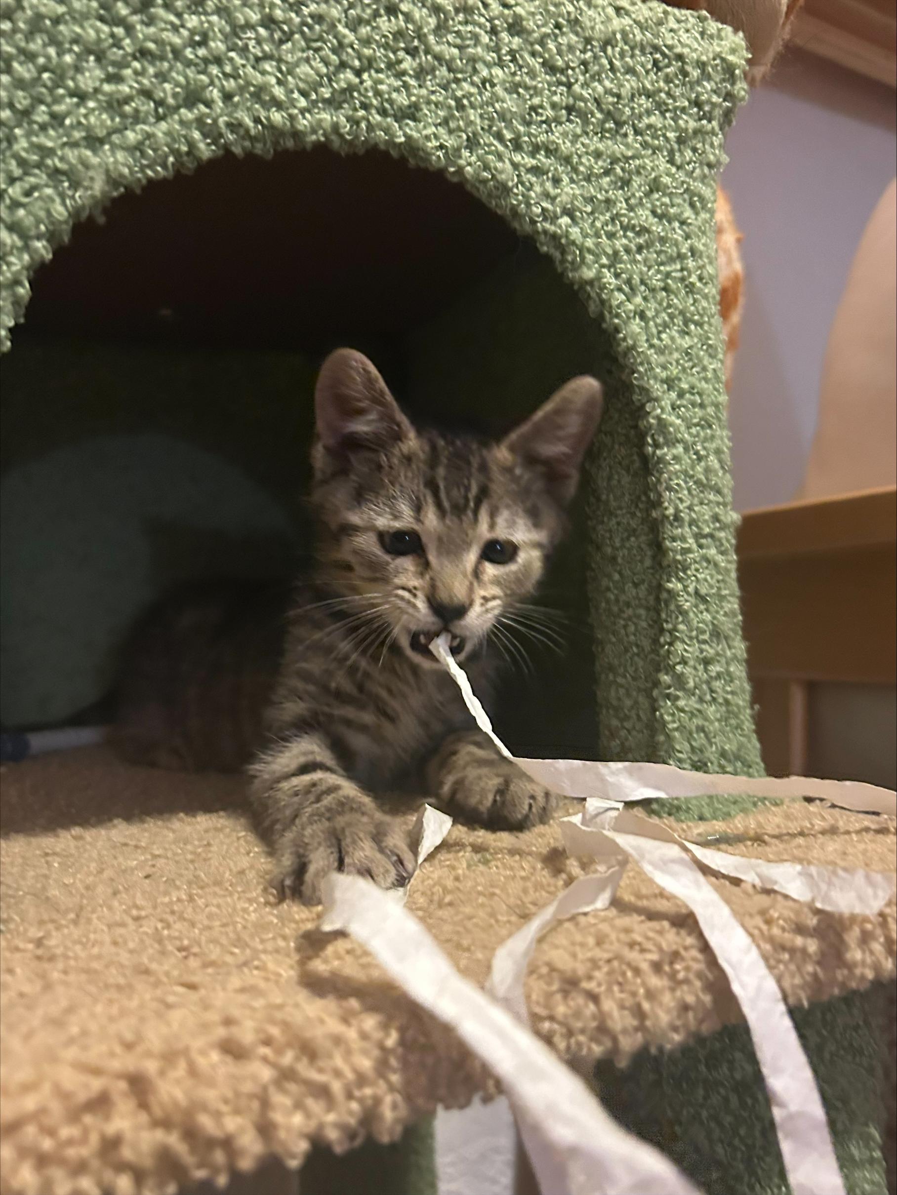 Purcuitto, a ADOPTABLE Domestic Short Hair in Davis, CA image 5/5
