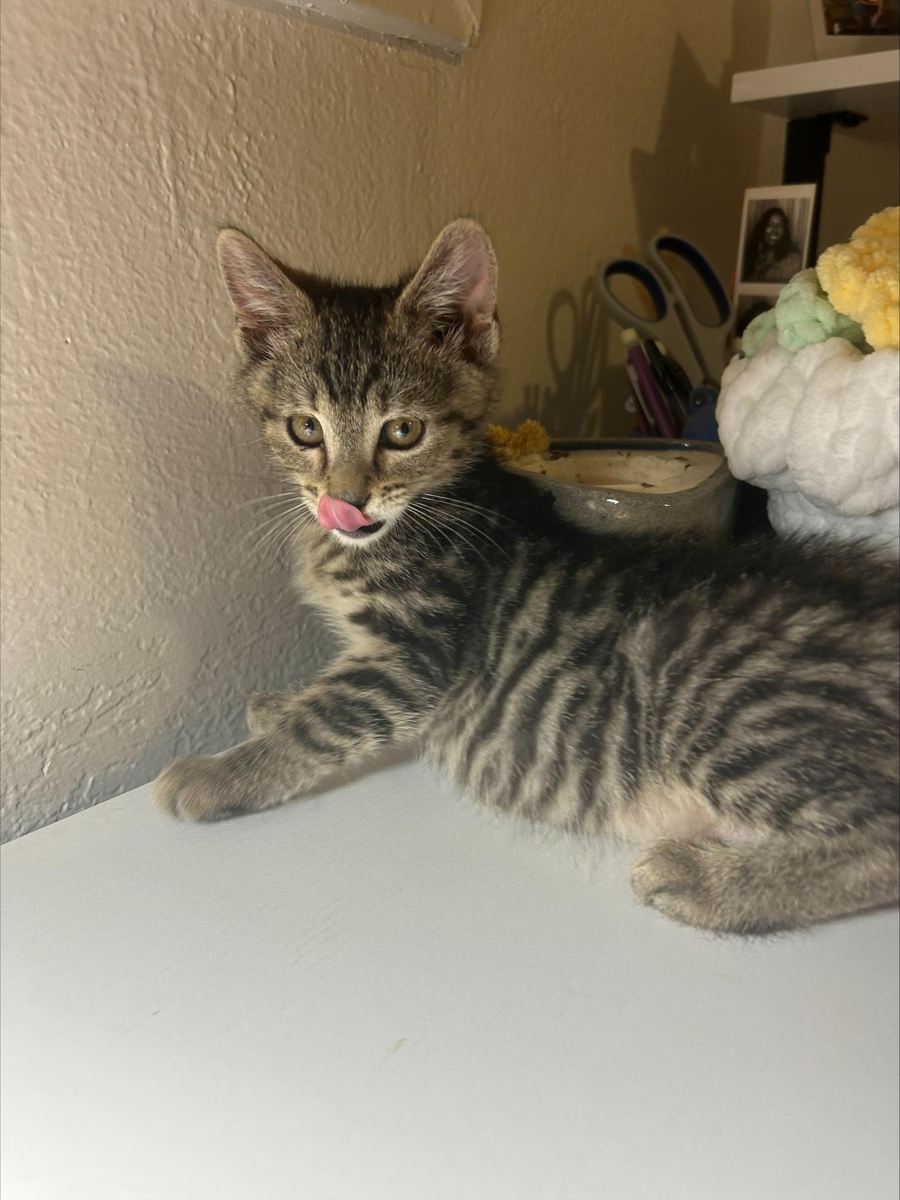 Purcuitto, a ADOPTABLE Domestic Short Hair in Davis, CA image 3/5