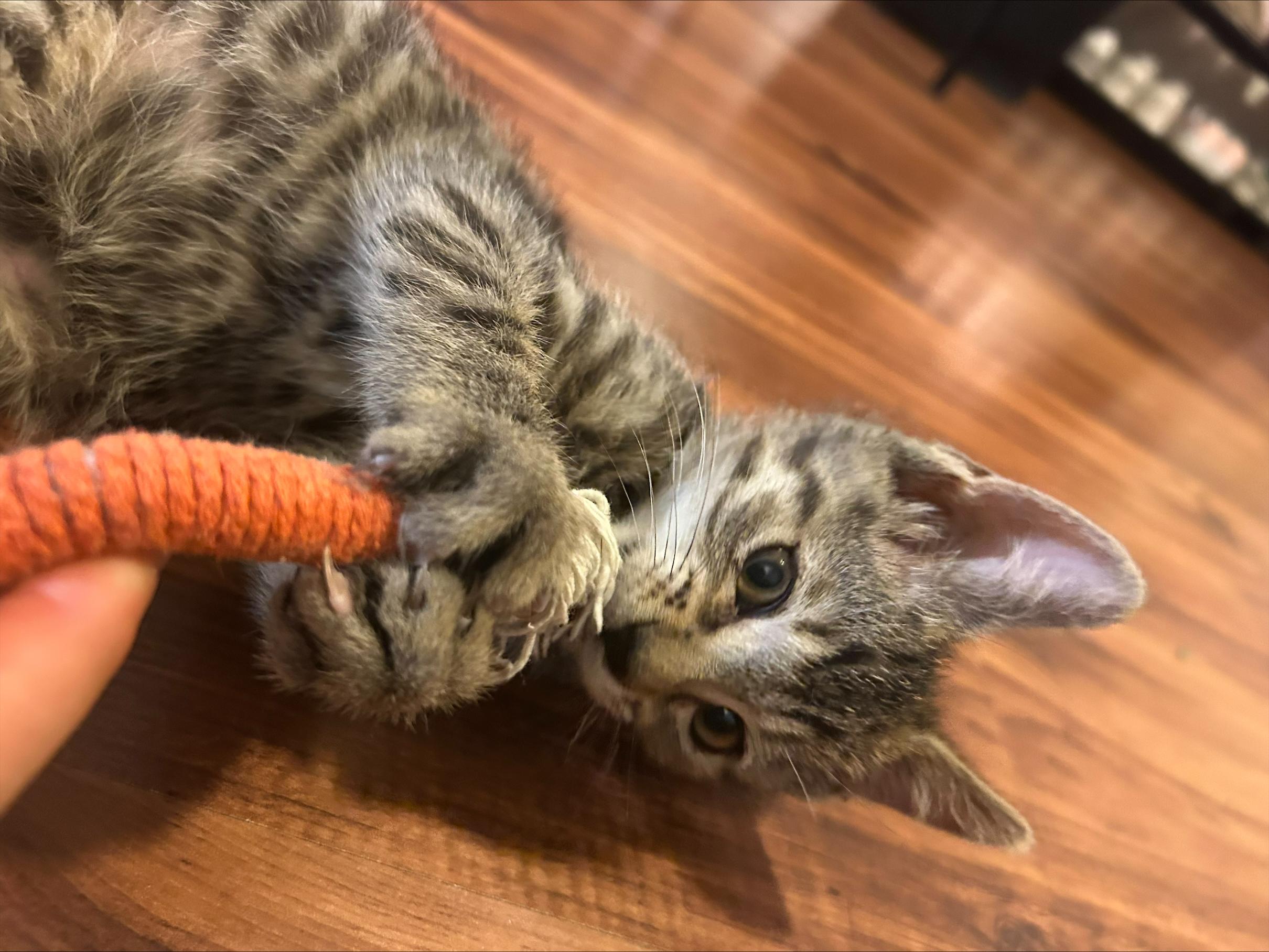Purcuitto, a ADOPTABLE Domestic Short Hair in Davis, CA image 2/5