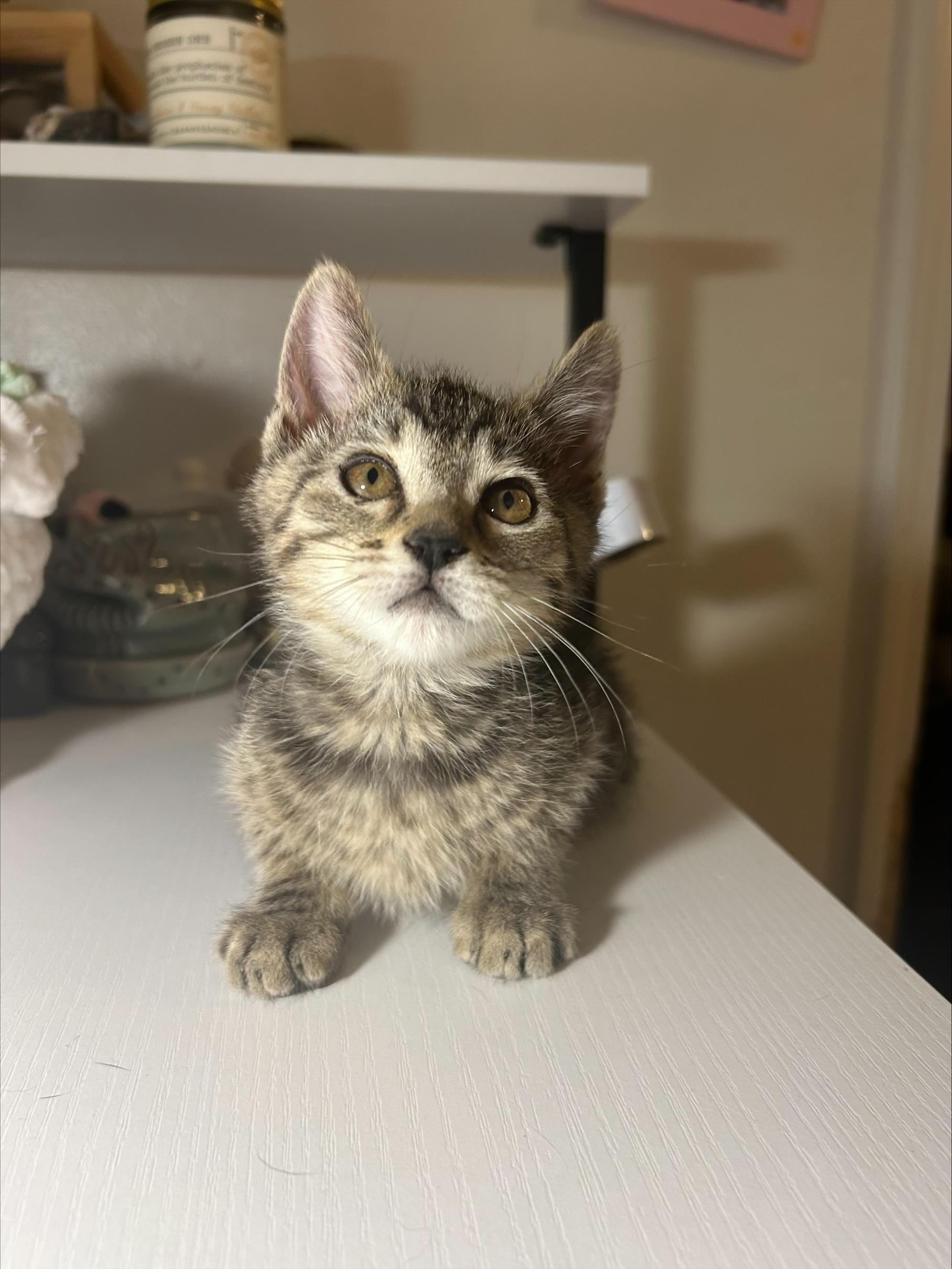 Purcuitto, a ADOPTABLE Domestic Short Hair in Davis, CA image 4/5