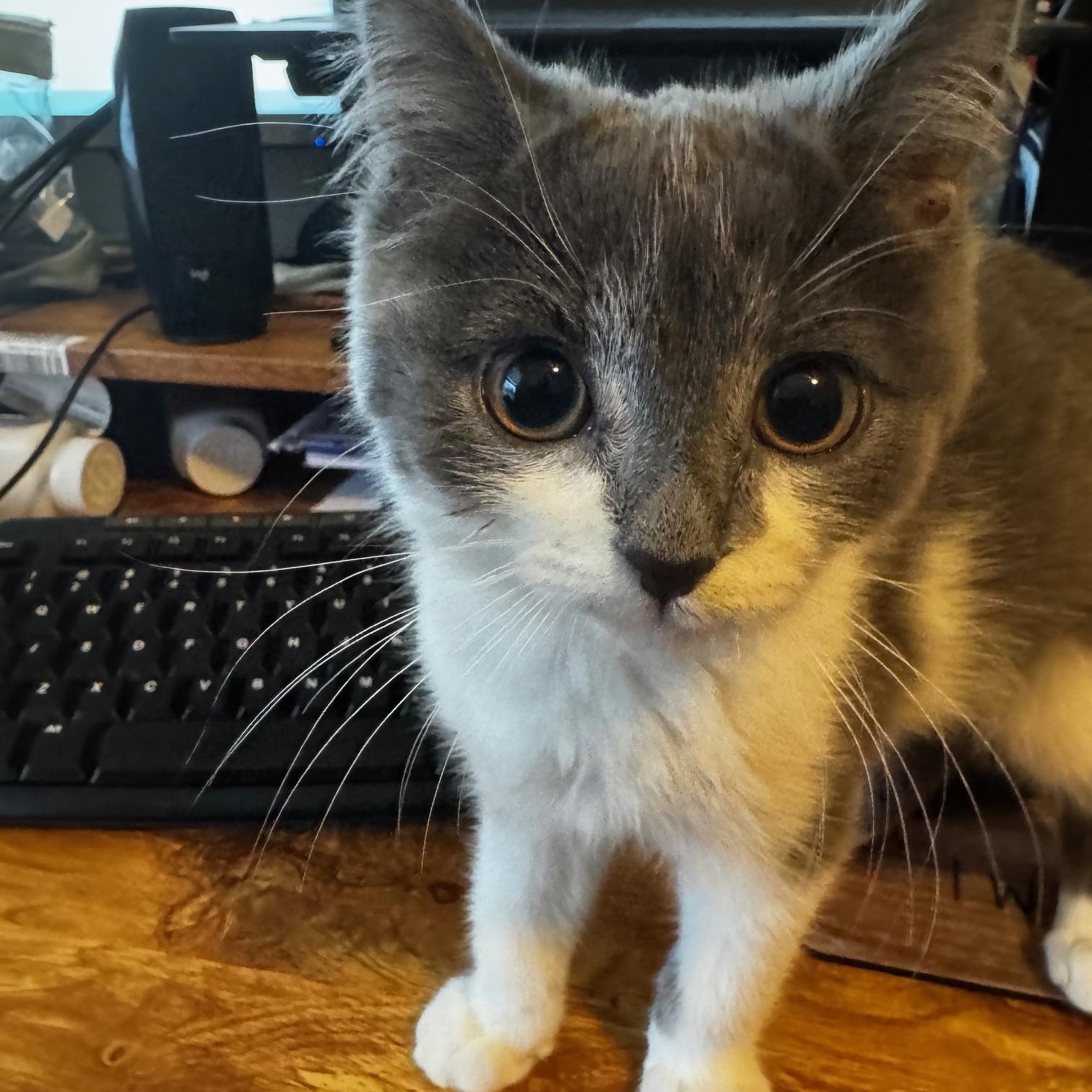 Meowgellan thumbnail 2