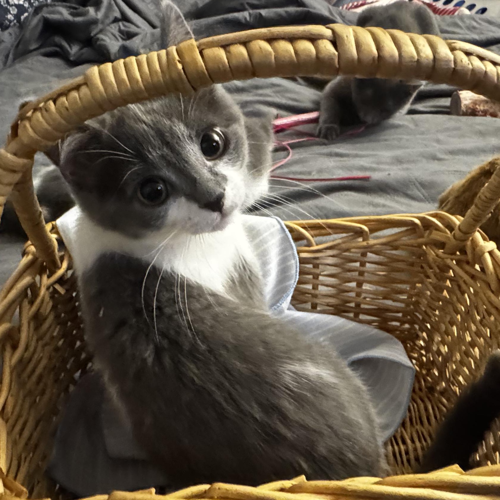 Meowgellan thumbnail 3