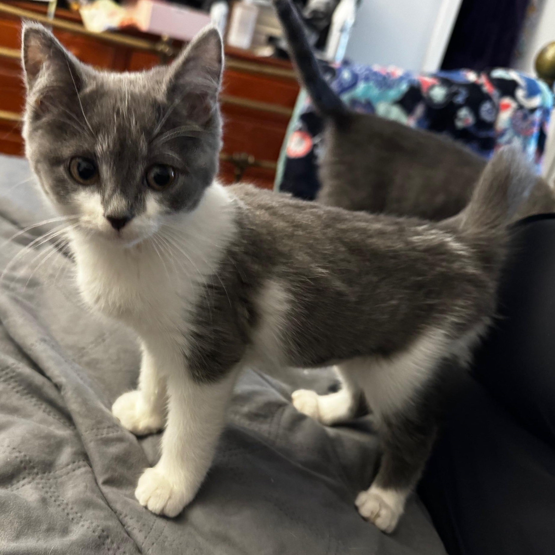 Meowgellan thumbnail 4