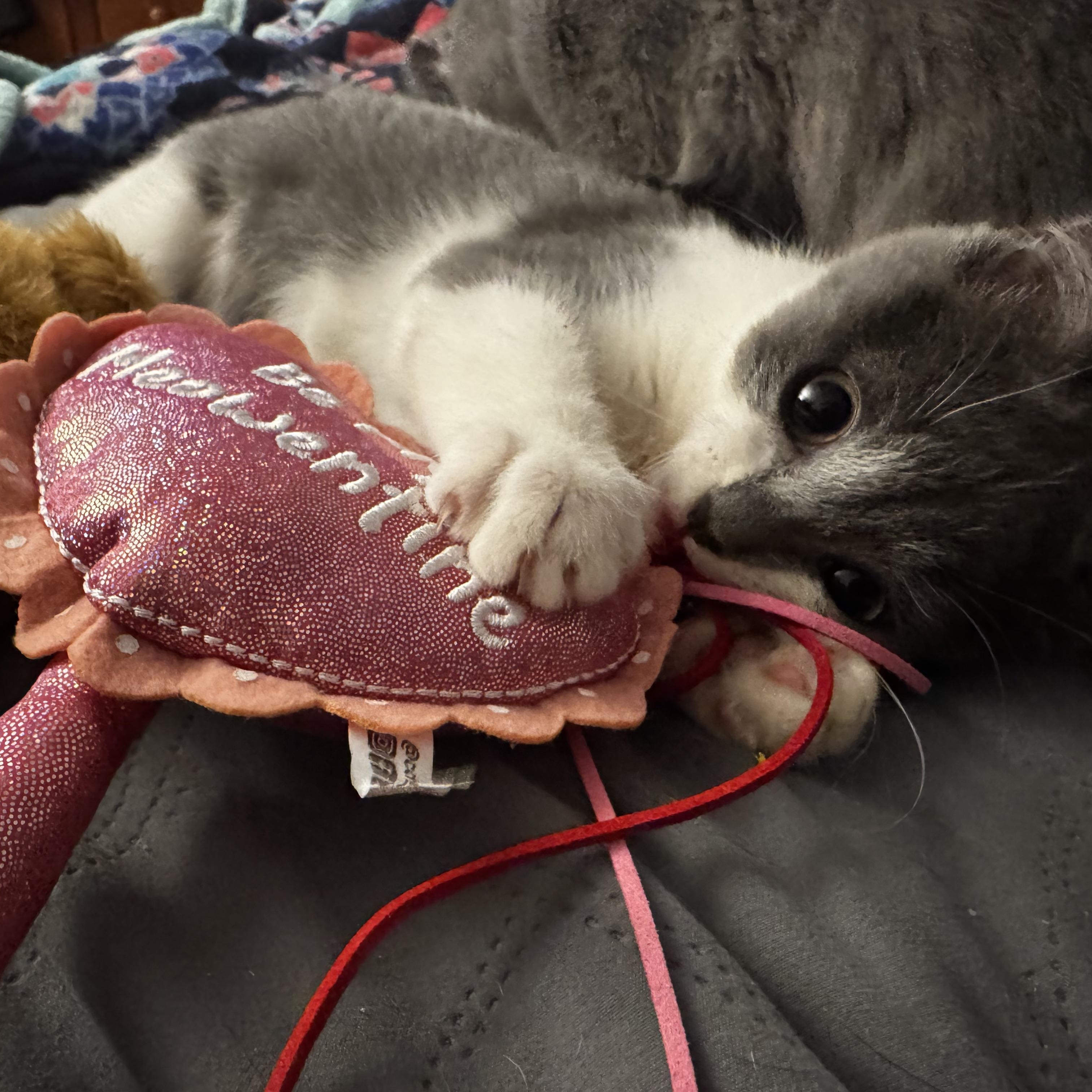 Meowgellan thumbnail 5