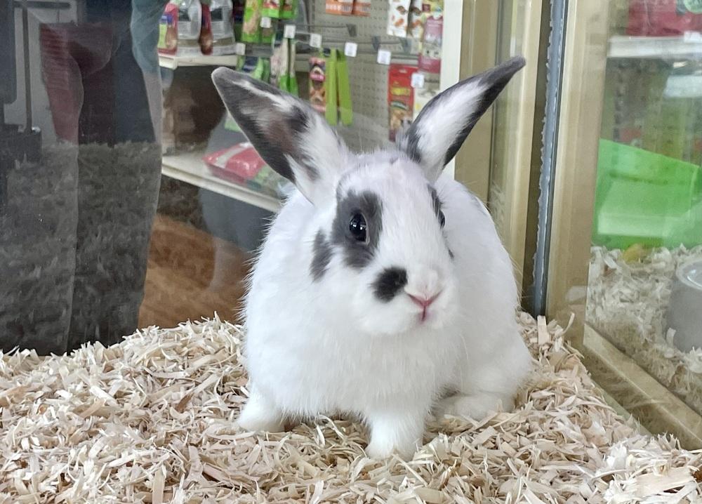 Paco, Adoptable, Young Male English Spot.