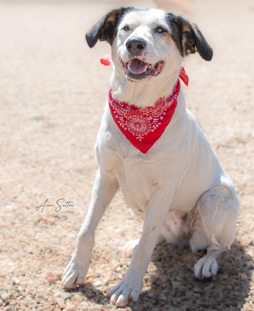 Enlarge Valentine, a Adoptable mixed breed in Hot Springs, SD image 1/3