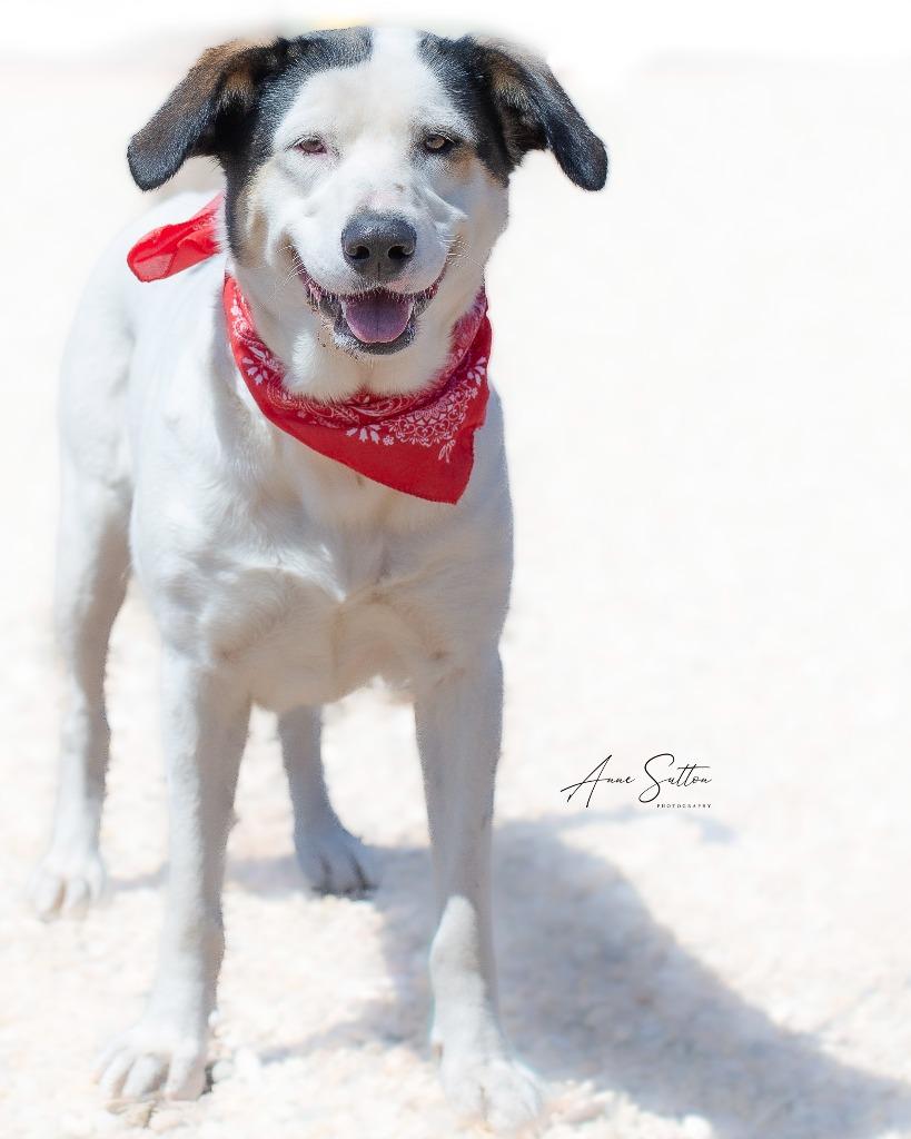 Enlarge Valentine, a Adoptable mixed breed in Hot Springs, SD image 1/3