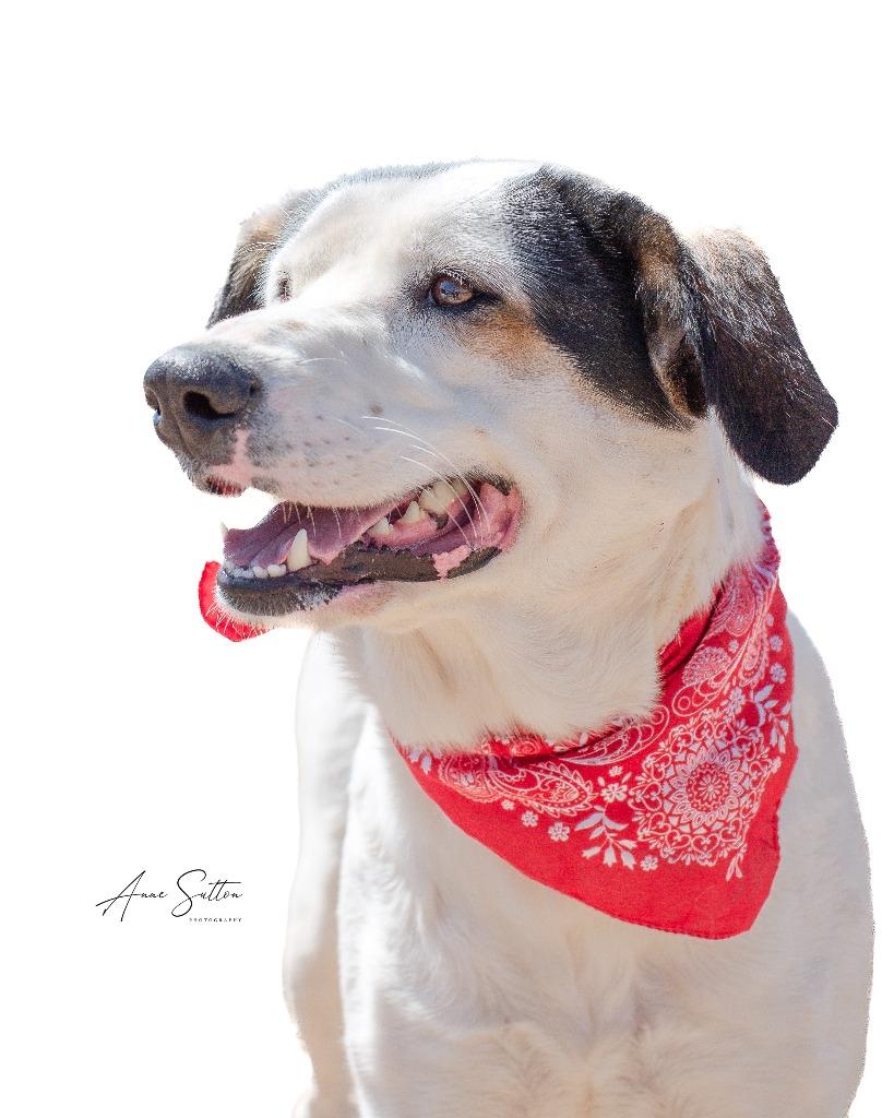 Enlarge Valentine, a Adoptable mixed breed in Hot Springs, SD image 3/3