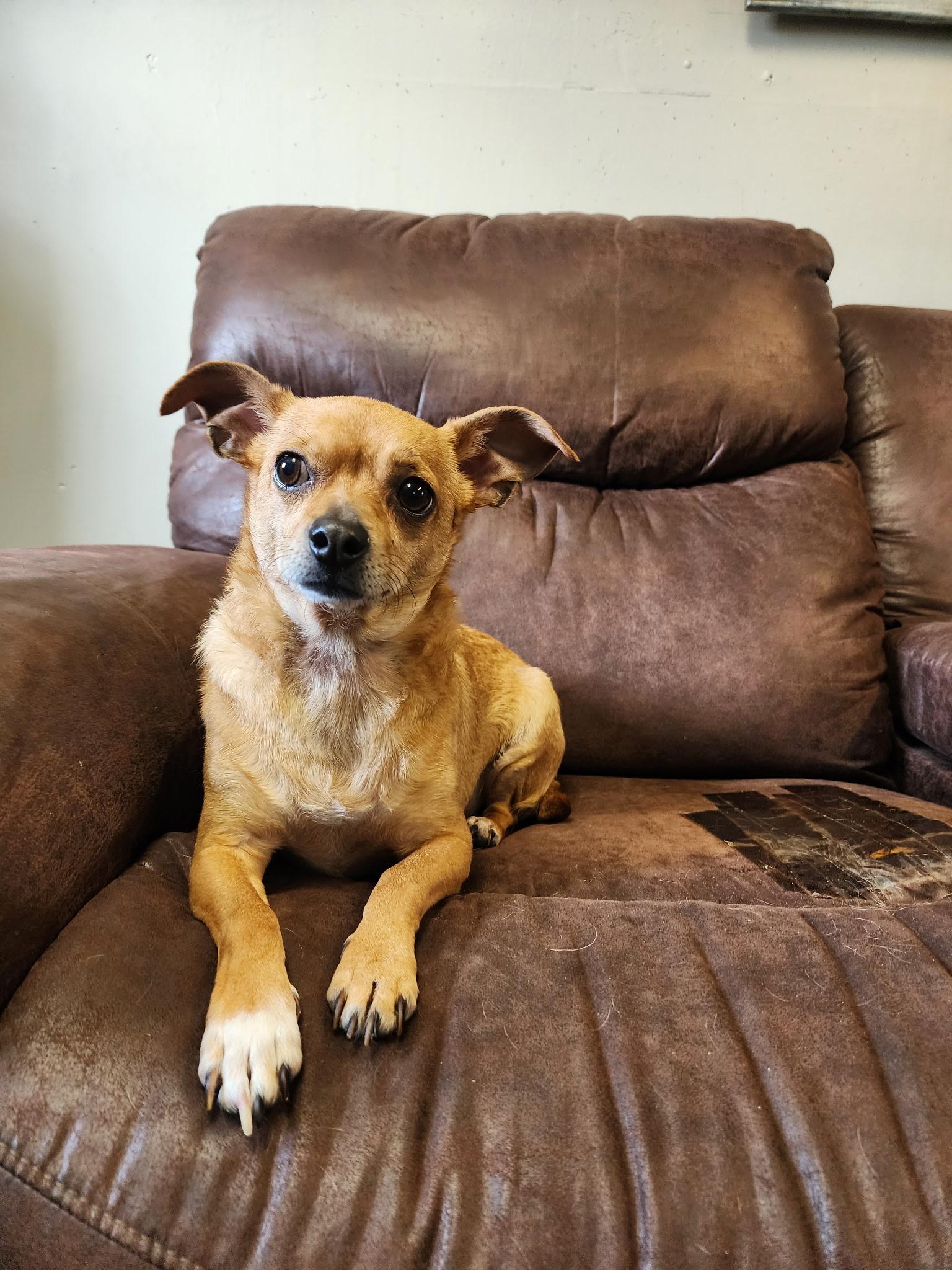 Elvis, Adult Male Chiweenie